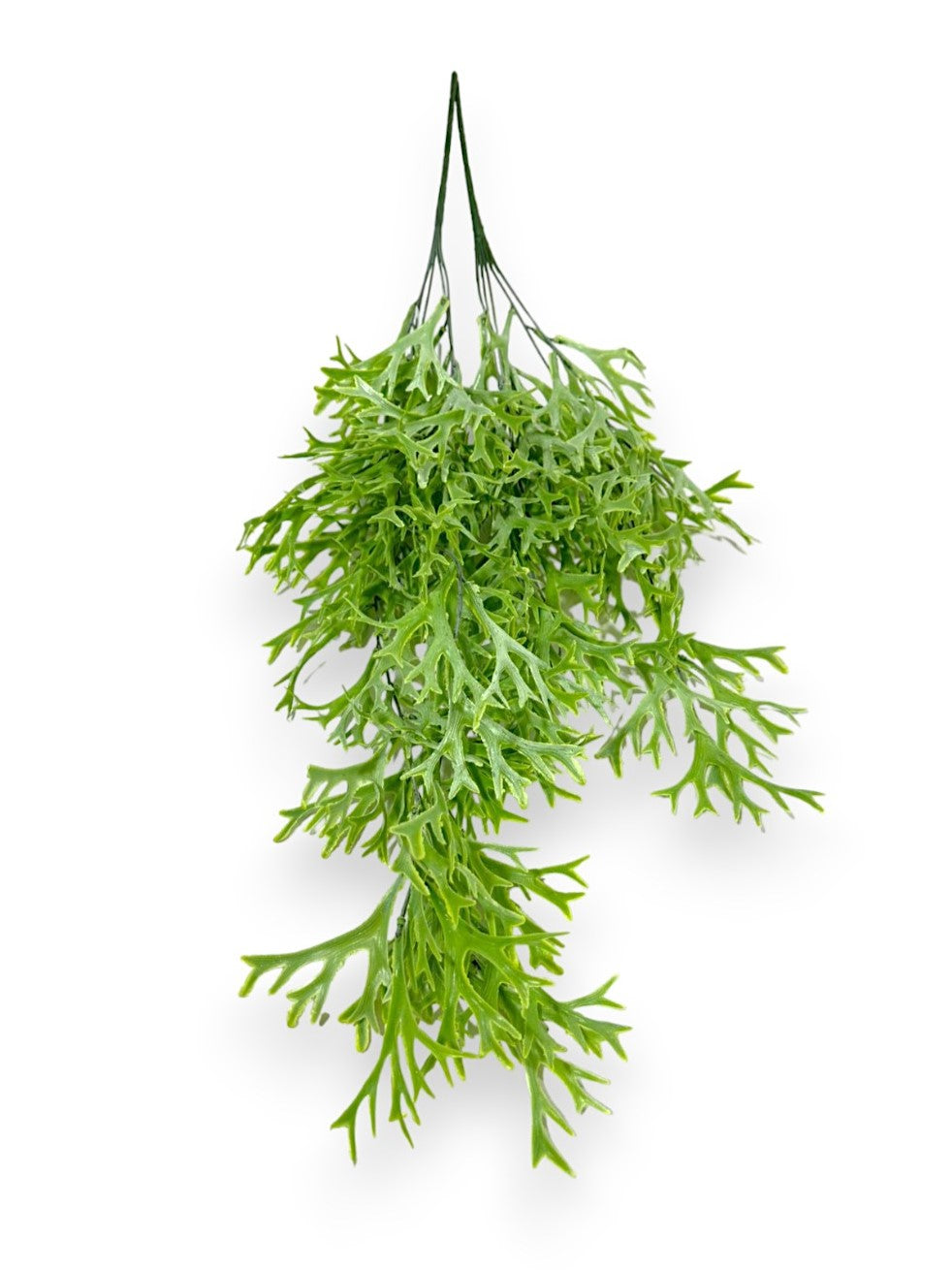 Hanging Staghorn 2pcs