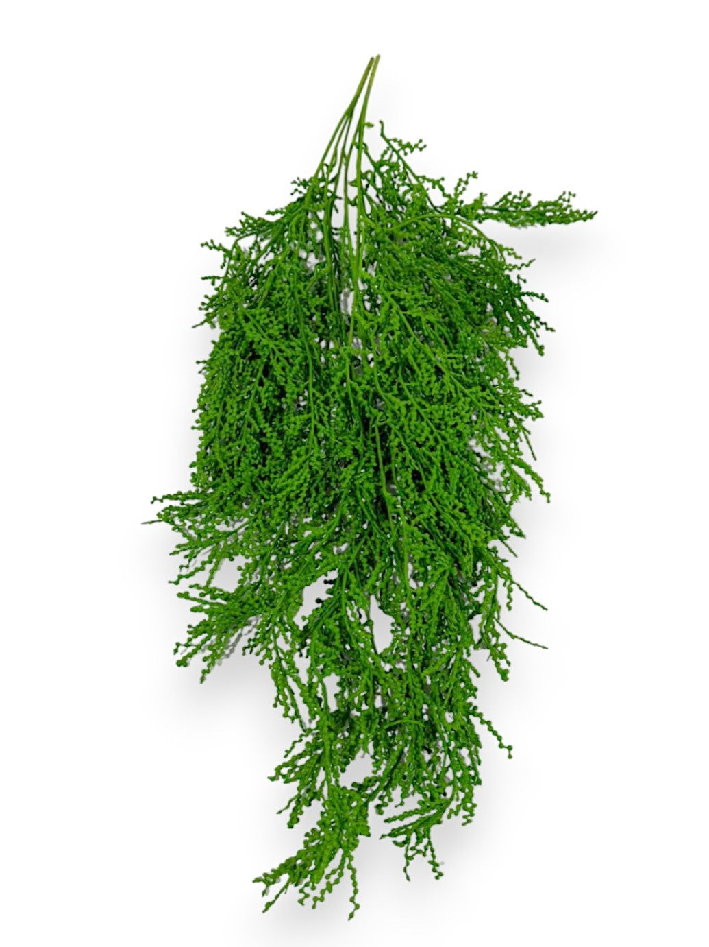 HANGING FERN 2/PKG