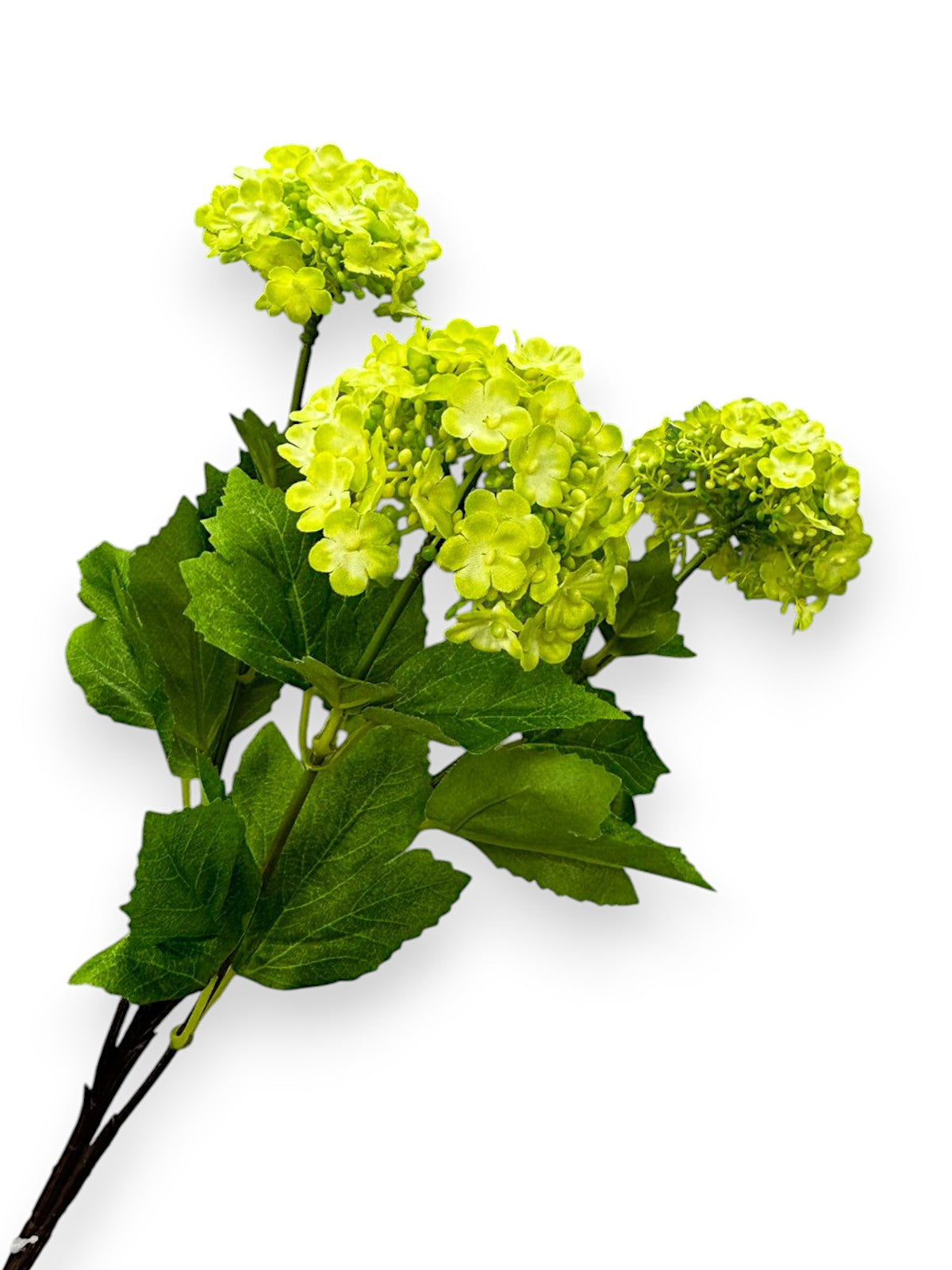 SNOWBALL HYDRANGEAS X3