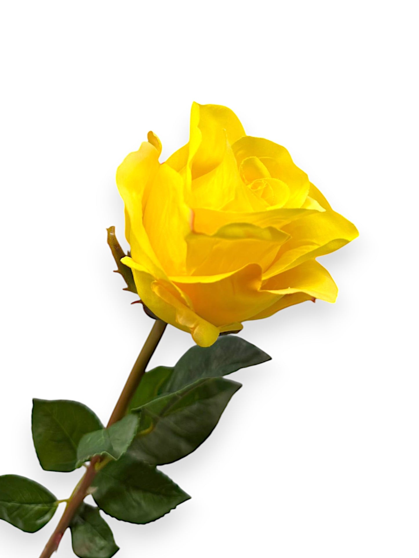 MID.OPEN ROSE STEM 25"