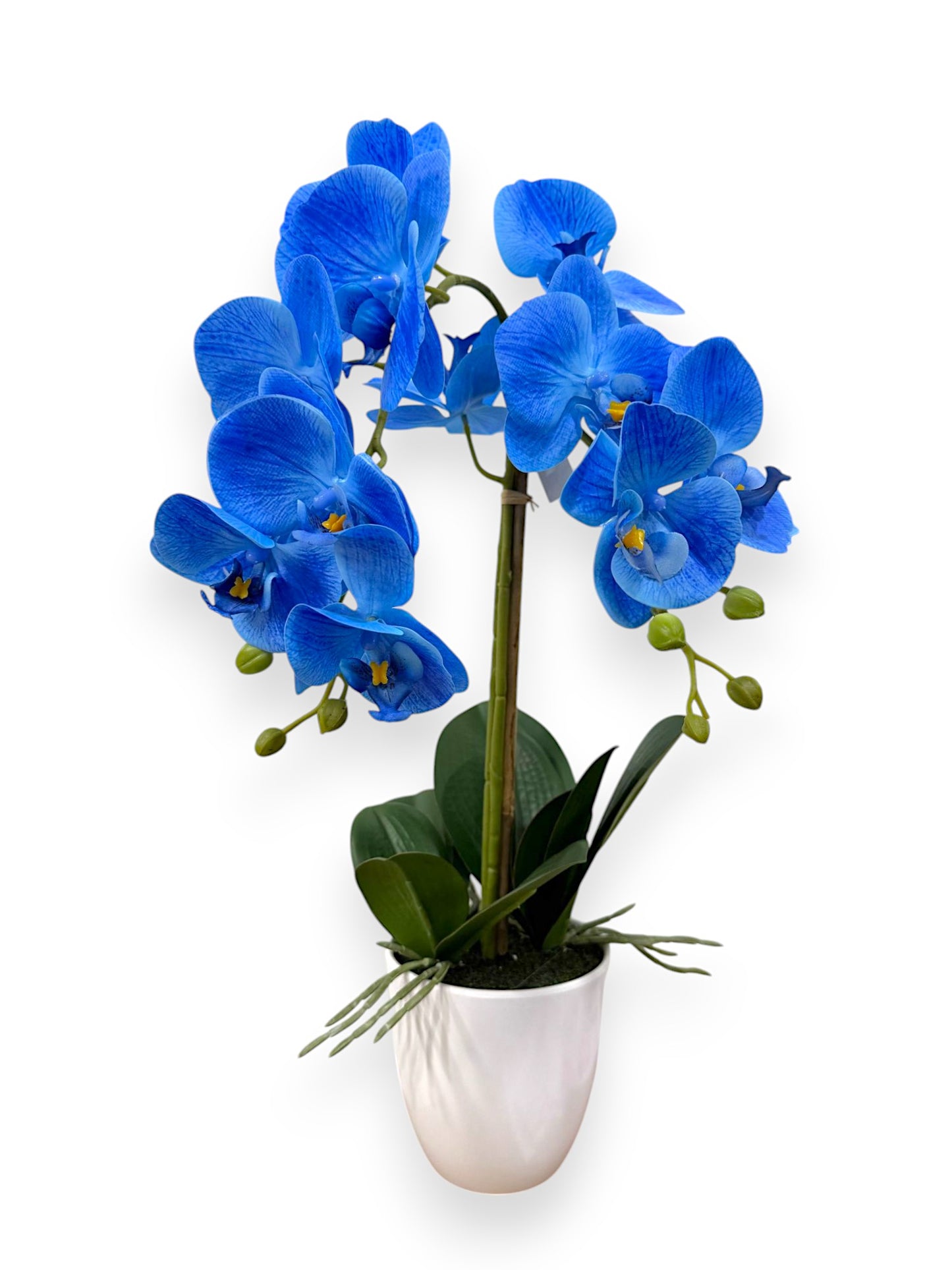 ORCHID PHALEANOPSIS W/POT 21"
