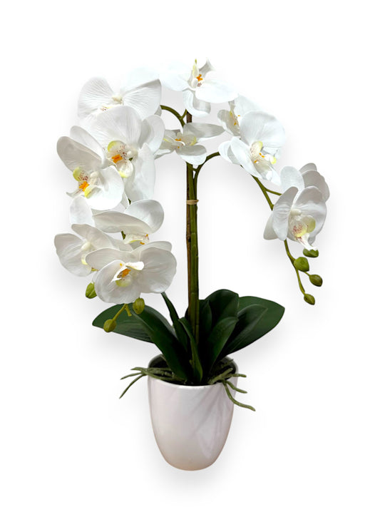 ORCHID PHALEANOPSIS W/POT 21"