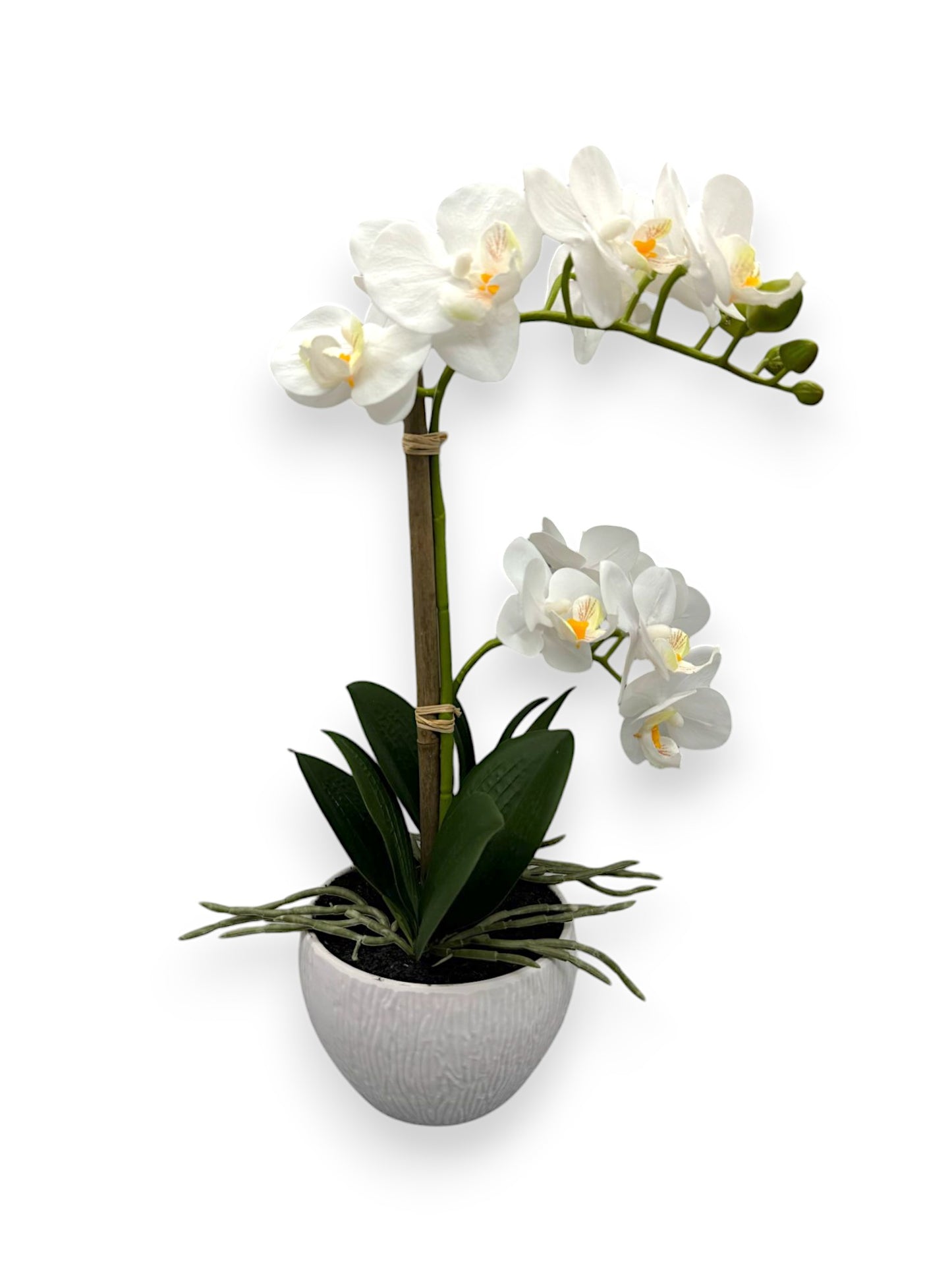 ORCHID PHALEANOPSIS W/POT 15"