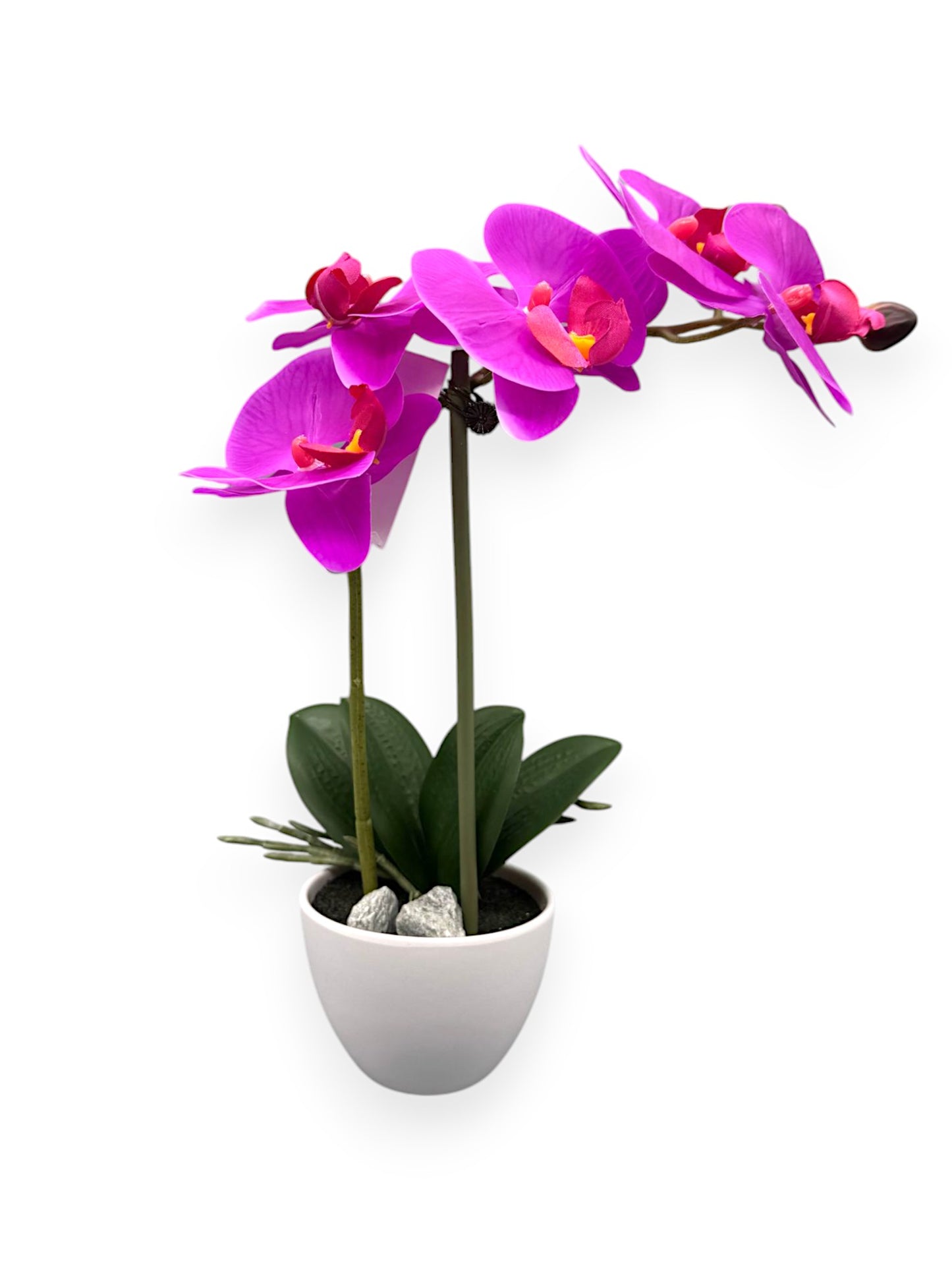 ORCHID PHALEANOPSIS W/POT 14"