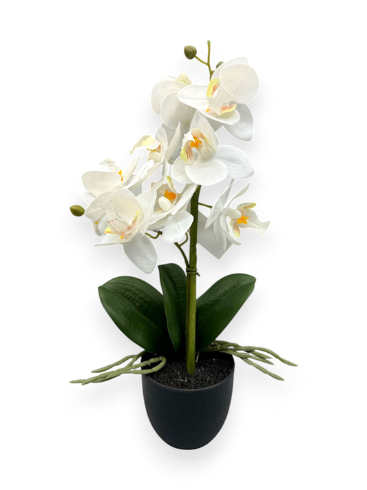 ORCHID PHALEANOPSIS W/POT 10"