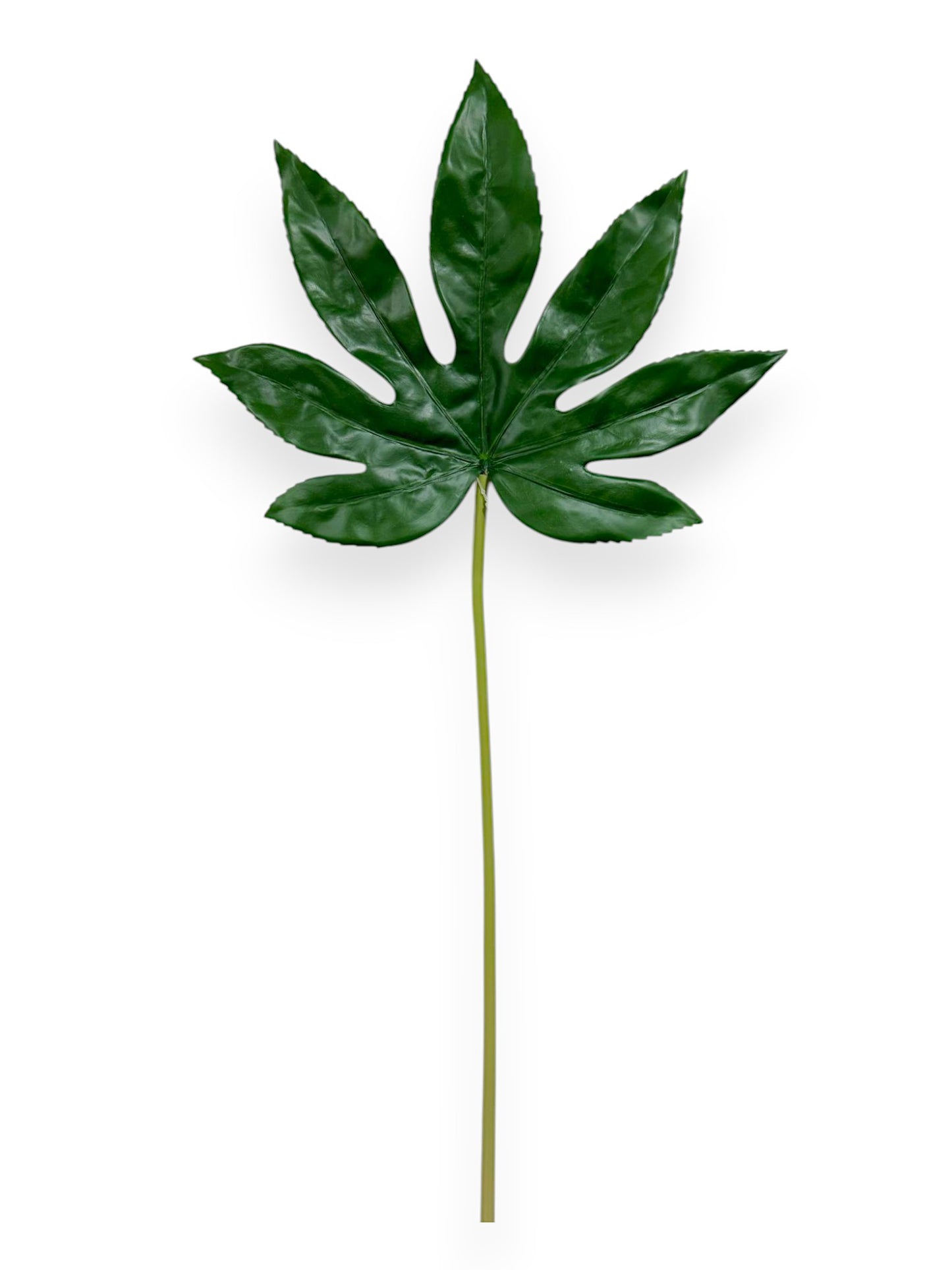 FATSIA JAPONICA LEAF