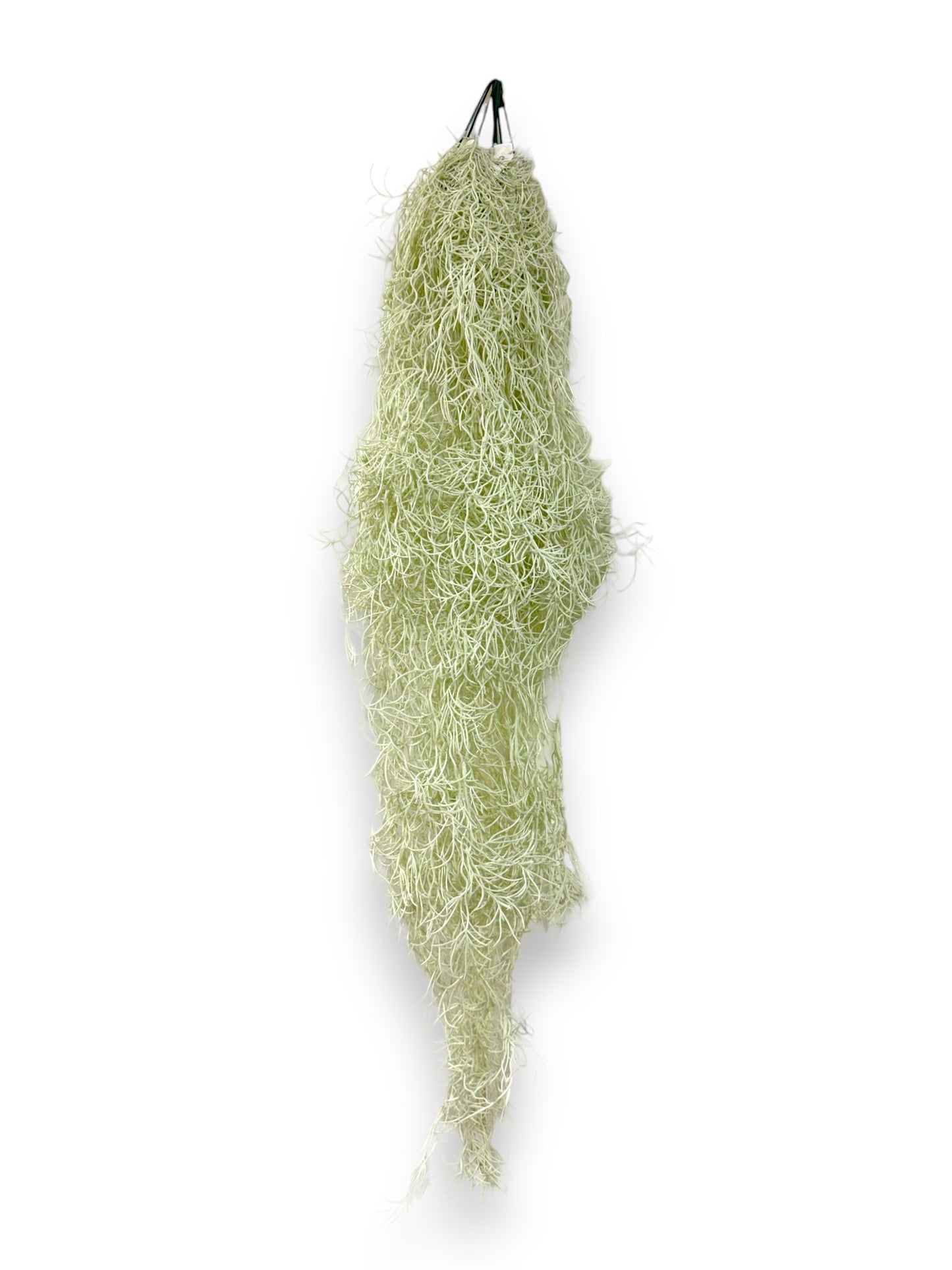 SPANISH MOSS 10PCS