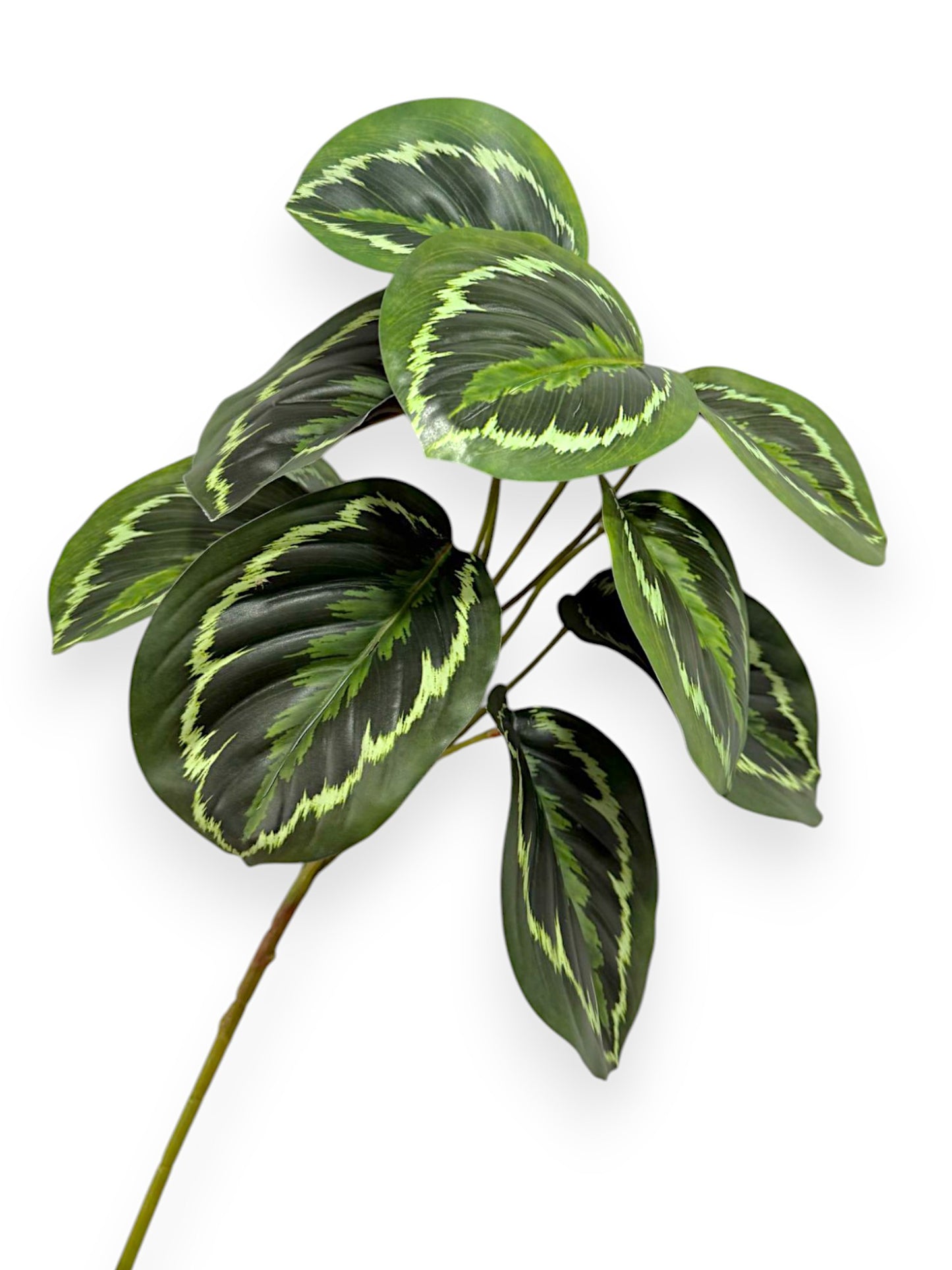 CALATHEA BUSH 12"