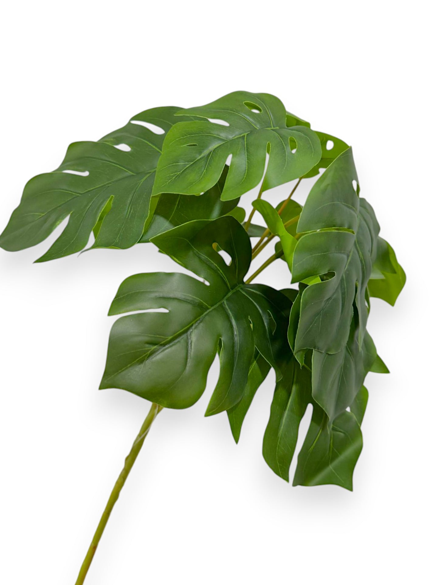 MONSTERA BUSH 17"