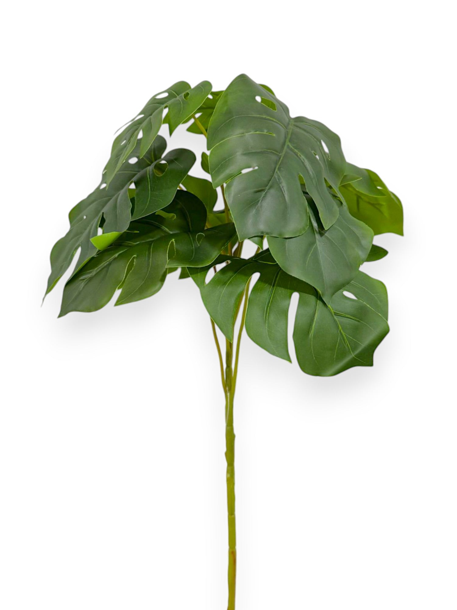 monstera bush MONSTERA BUSH 17"