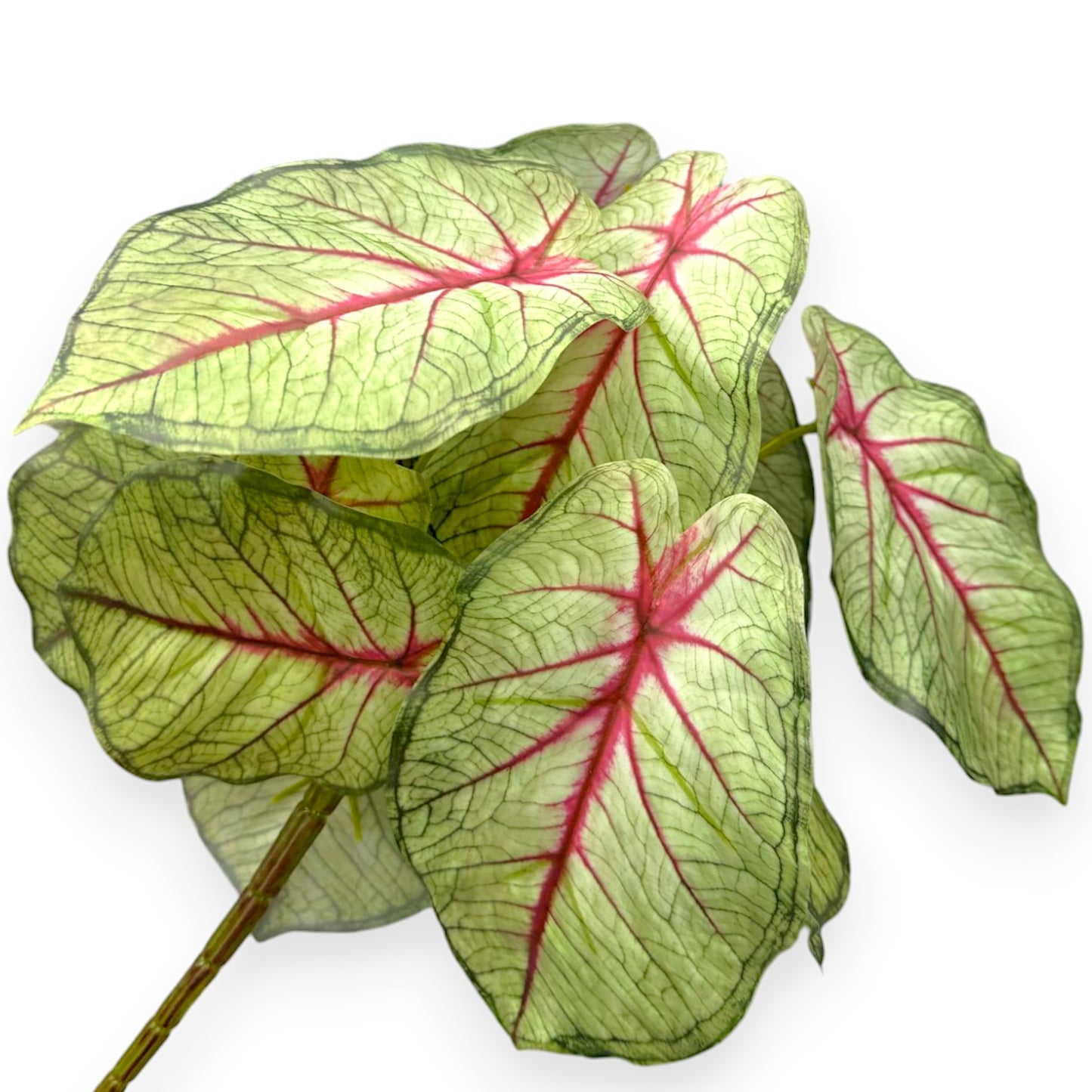 CALADIUM BUSH 16"