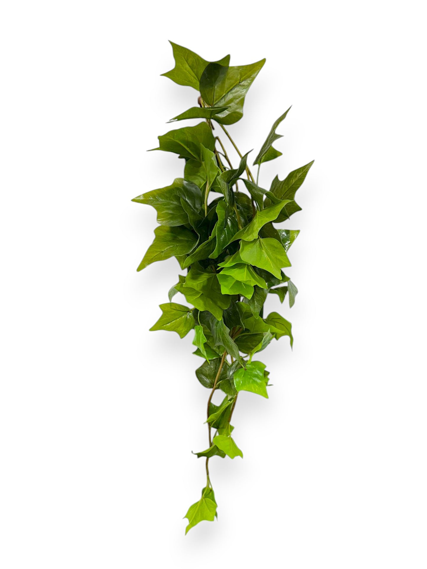 IVY BUSH 28" with UV Protection