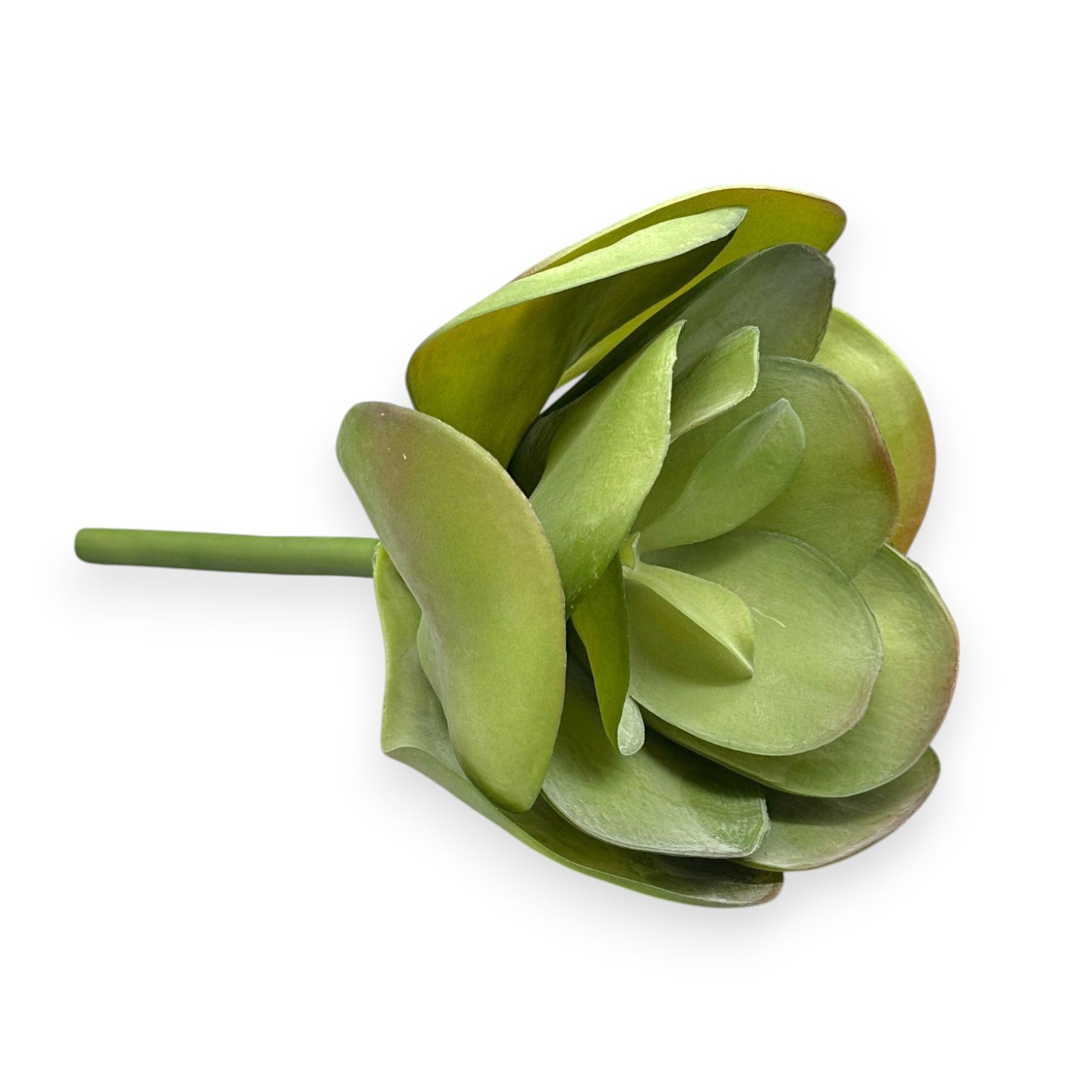succulent paddle SUCCULENT PADDLE PLANT 10" – Chan's Silk Flowers, inc