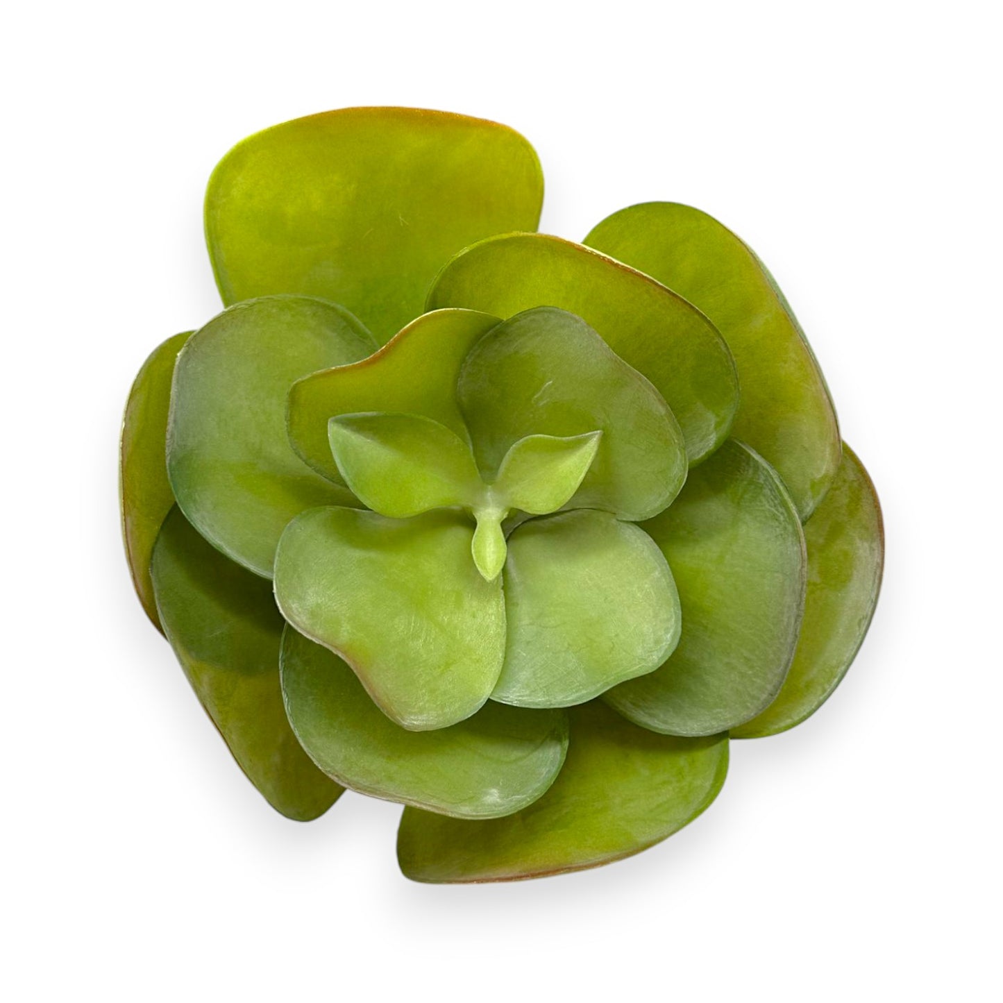 SUCCULENT PADDLE PLANT 10"