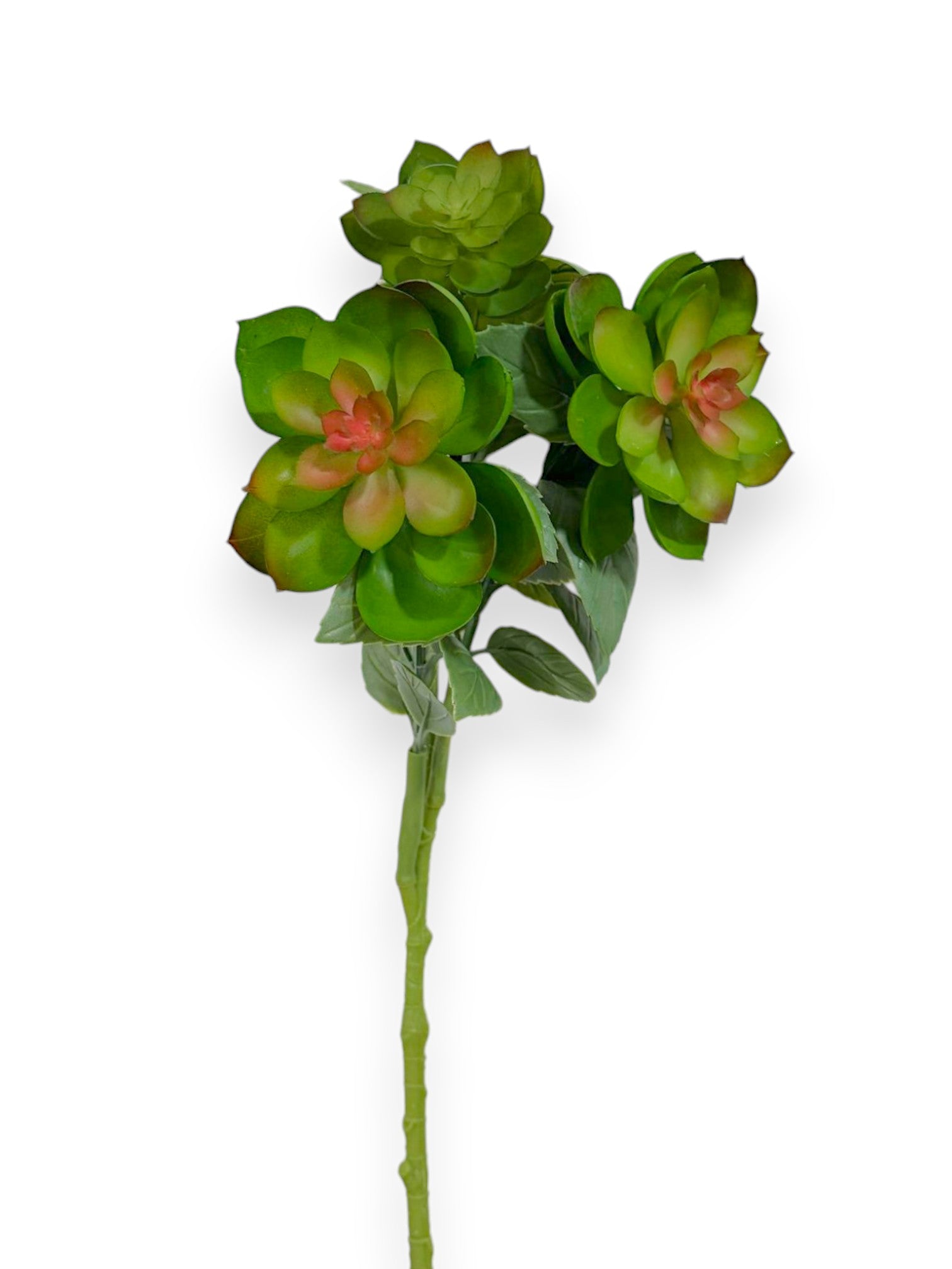 spray for succulent plants SUCCULENT SPRAY X3 17"