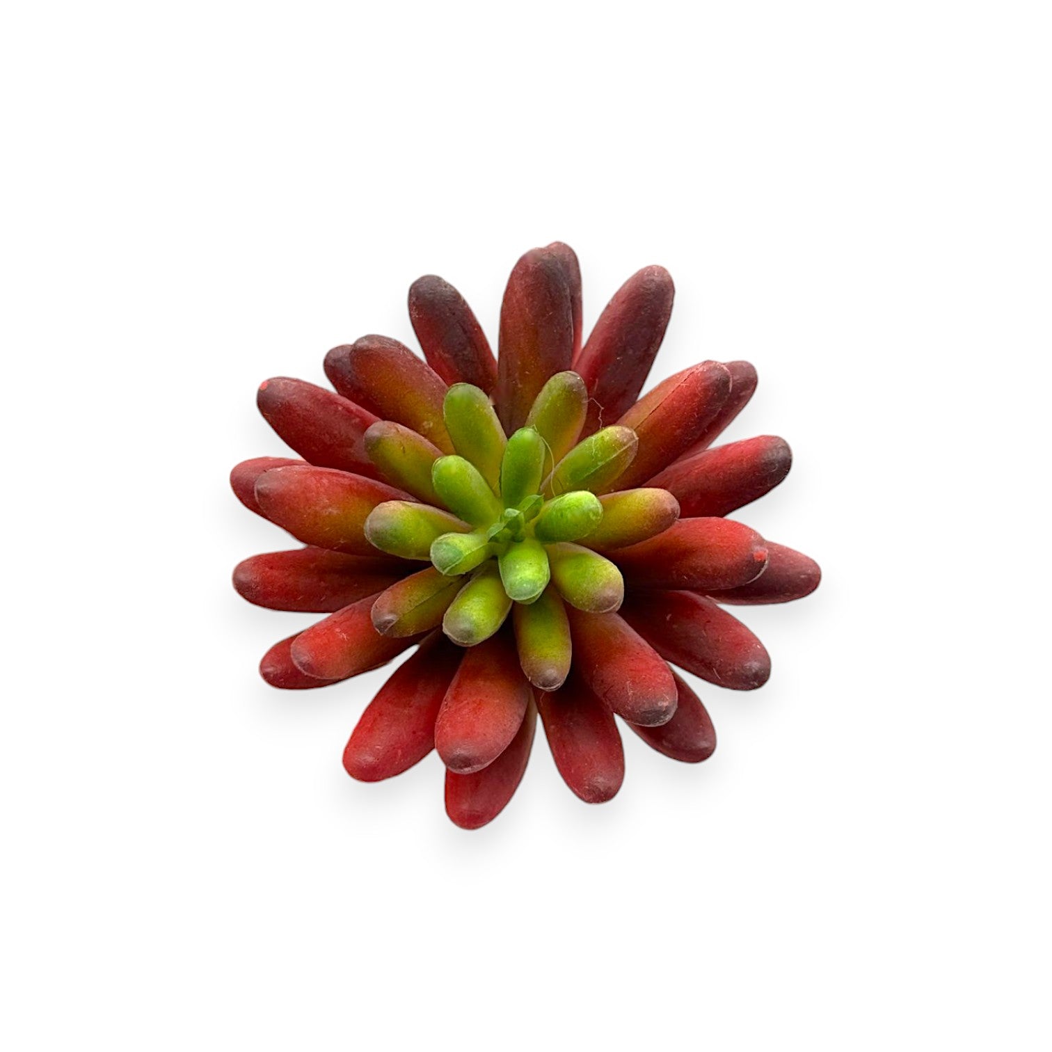 SUCCULENT RED 3