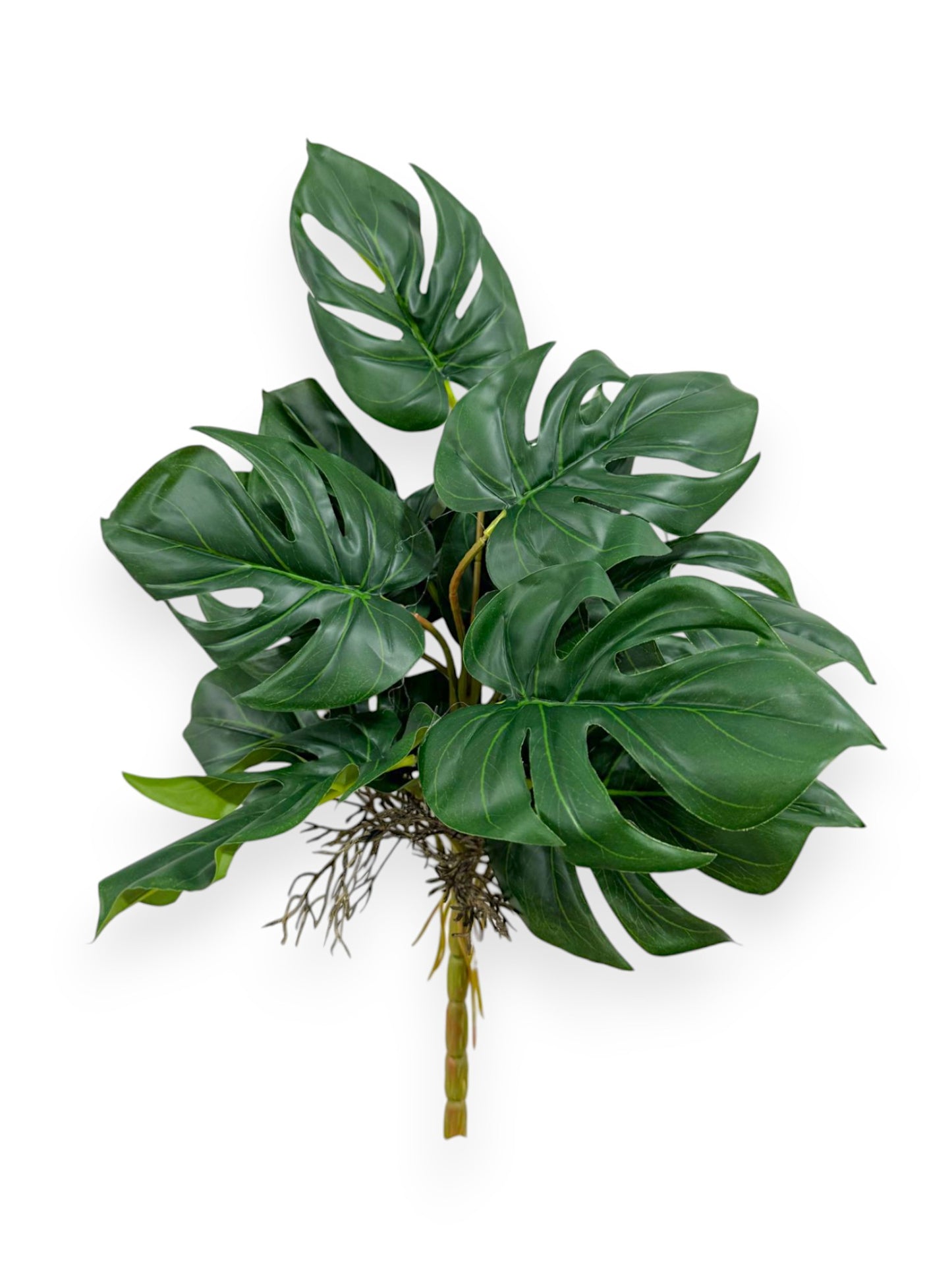 MINI MONSTERA DELICIOSA PLANT