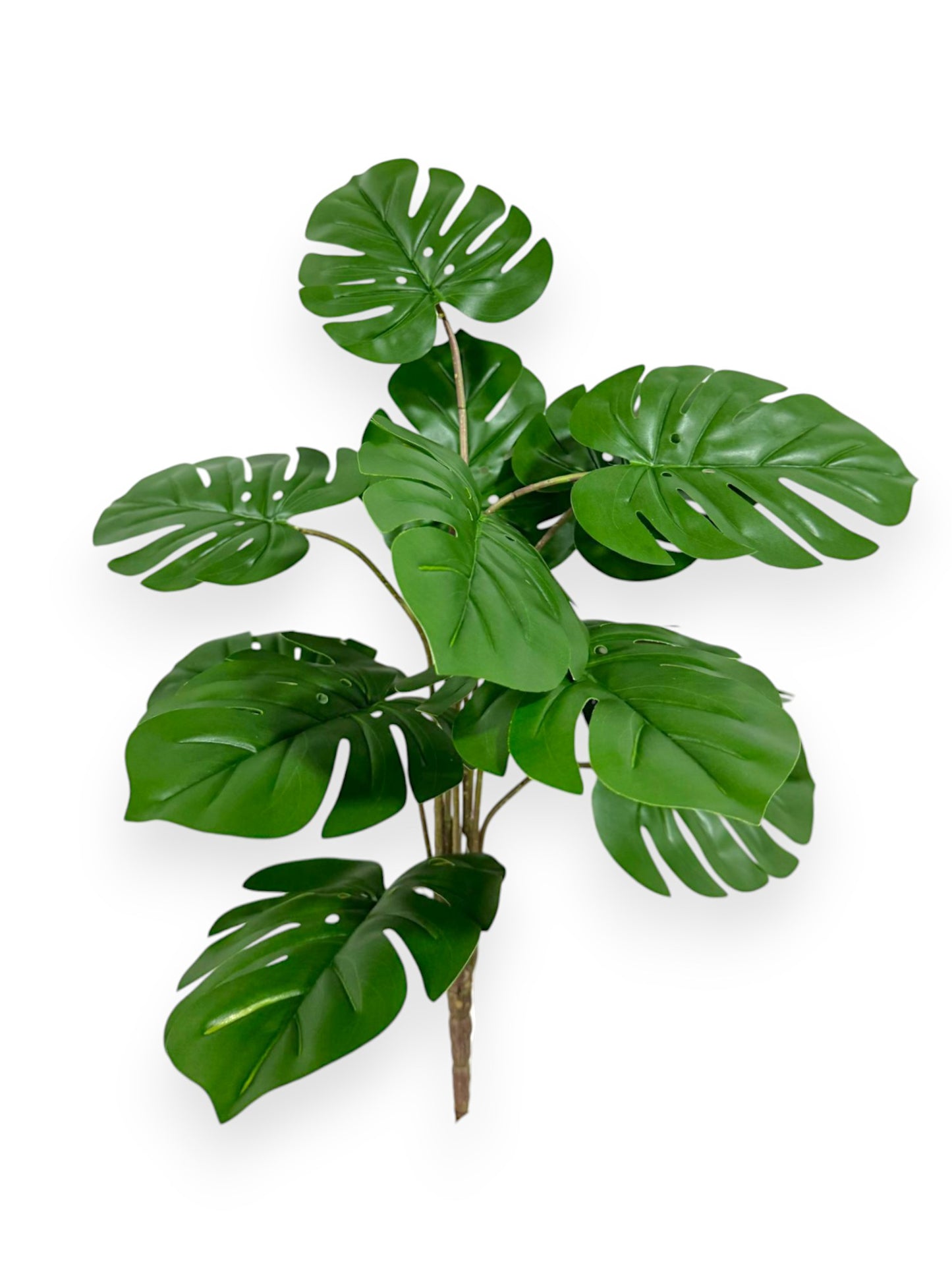 MONSTERA BUSH 21"