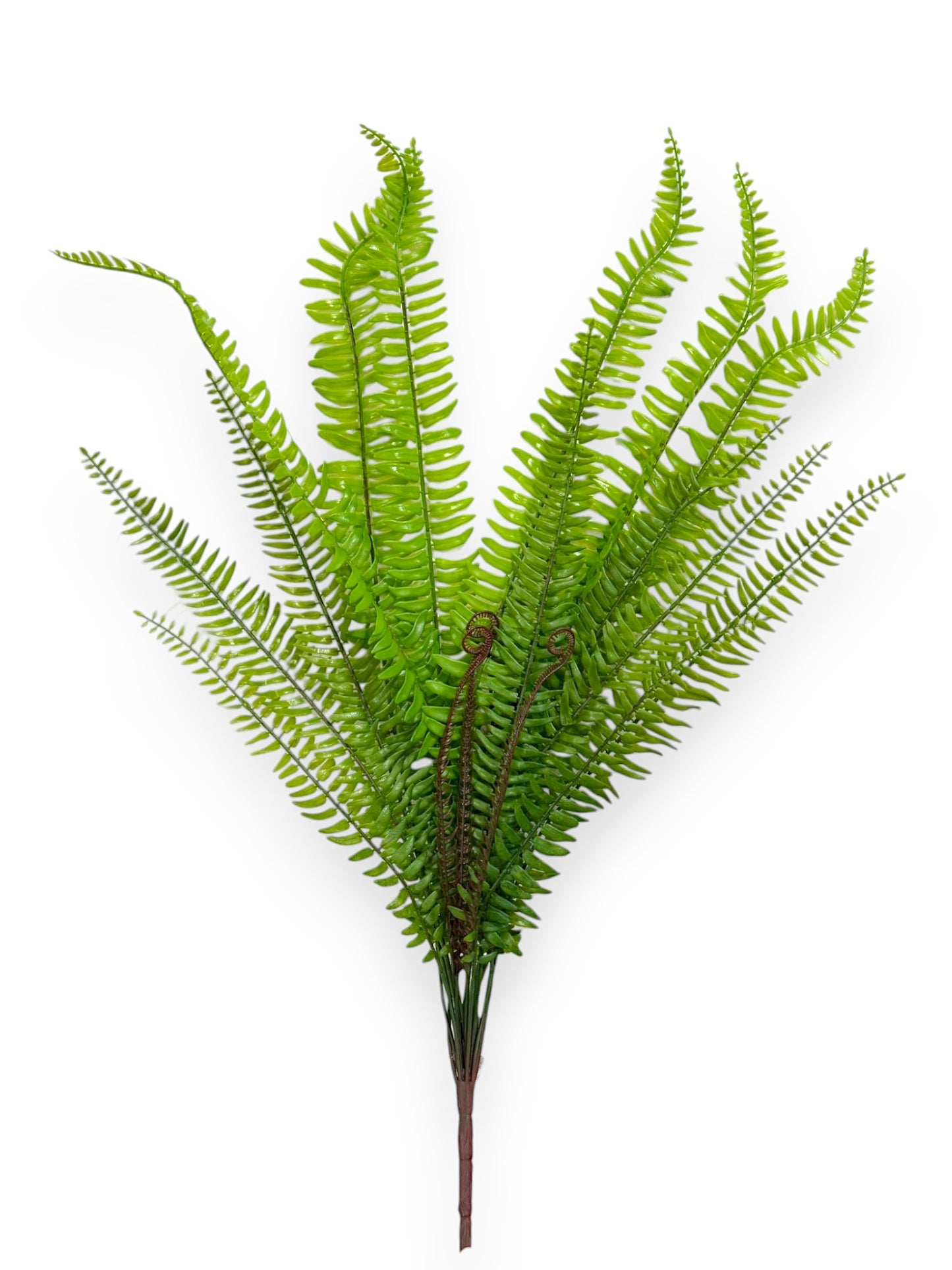 BOSTON FERN X18 29"
