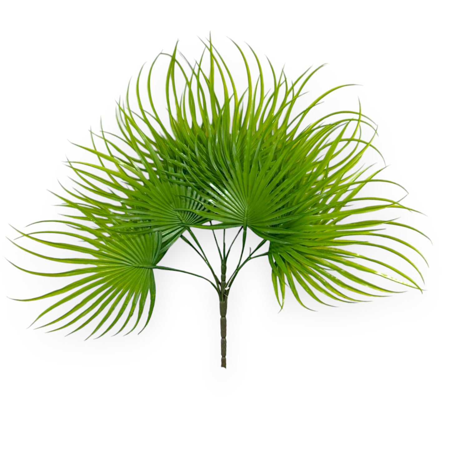 FAN PALM BUSH X8