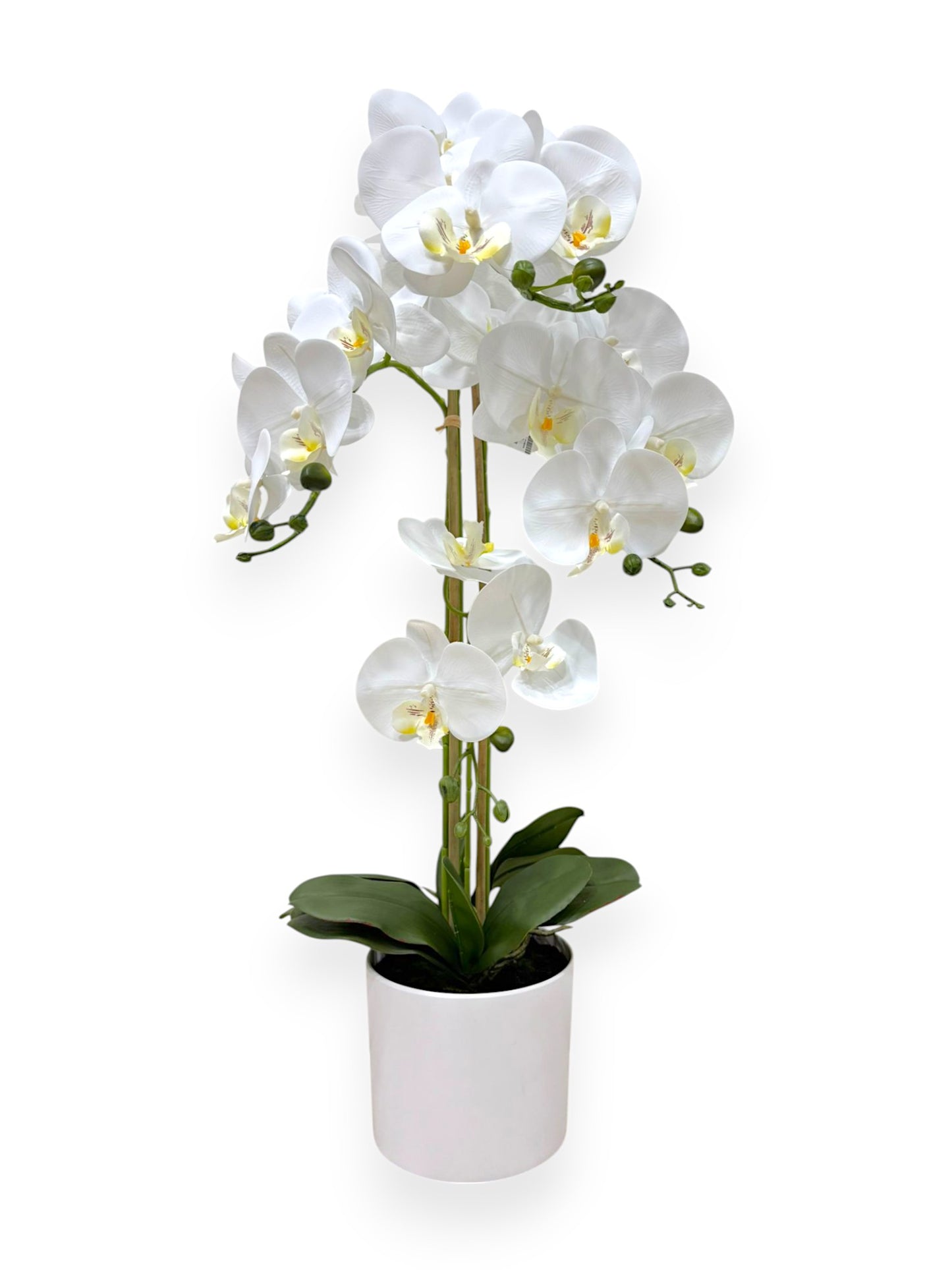 ORCHID PHALEANOPSIS W/POT 32"