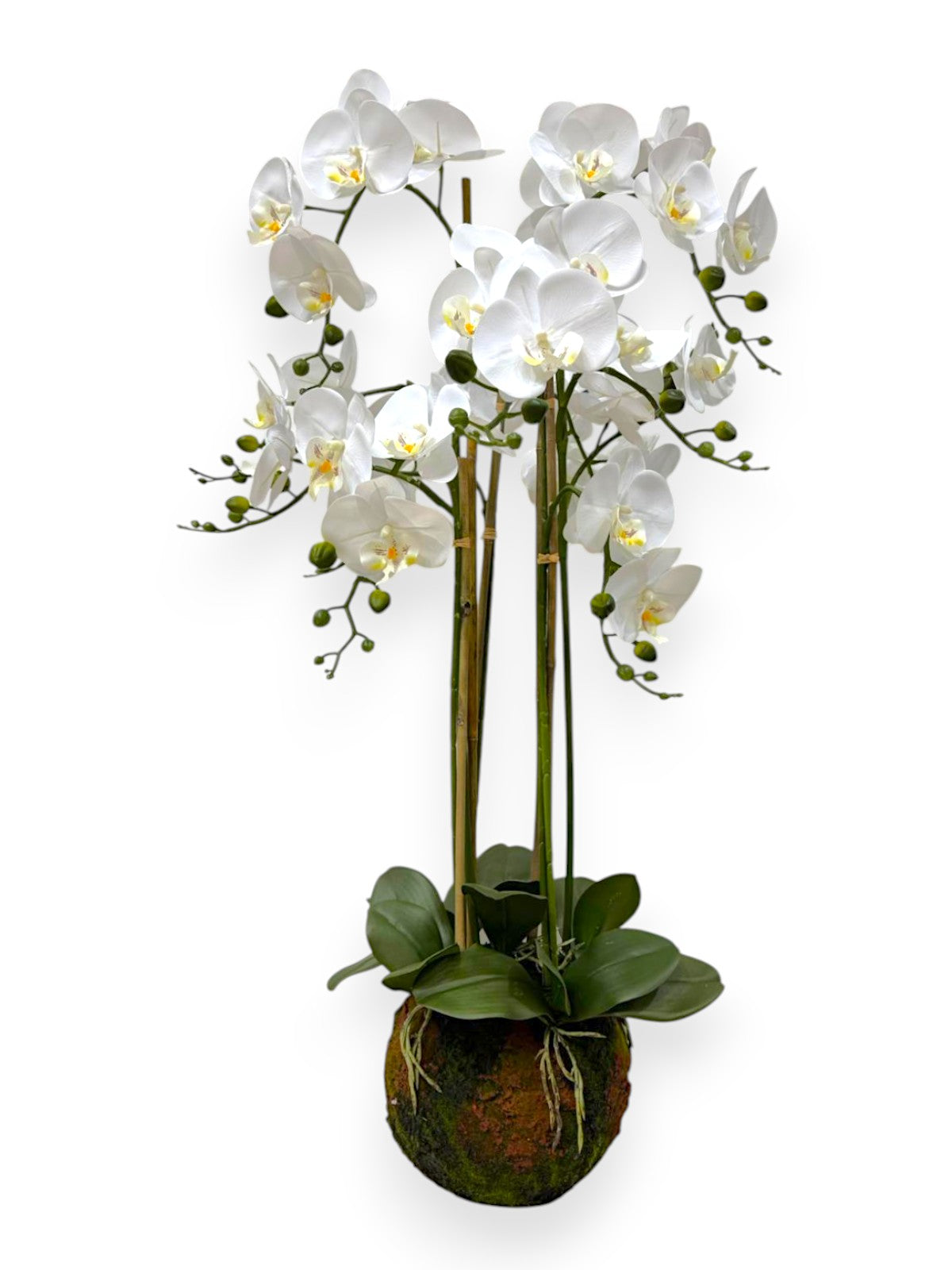 PHAL.X 11 43" ARRANGEMENT