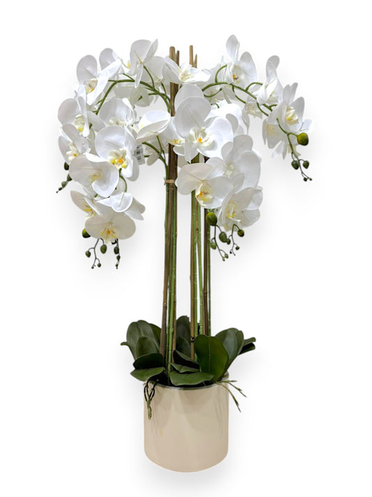 PHAL.X8/POT 42" ARRANGEMENT