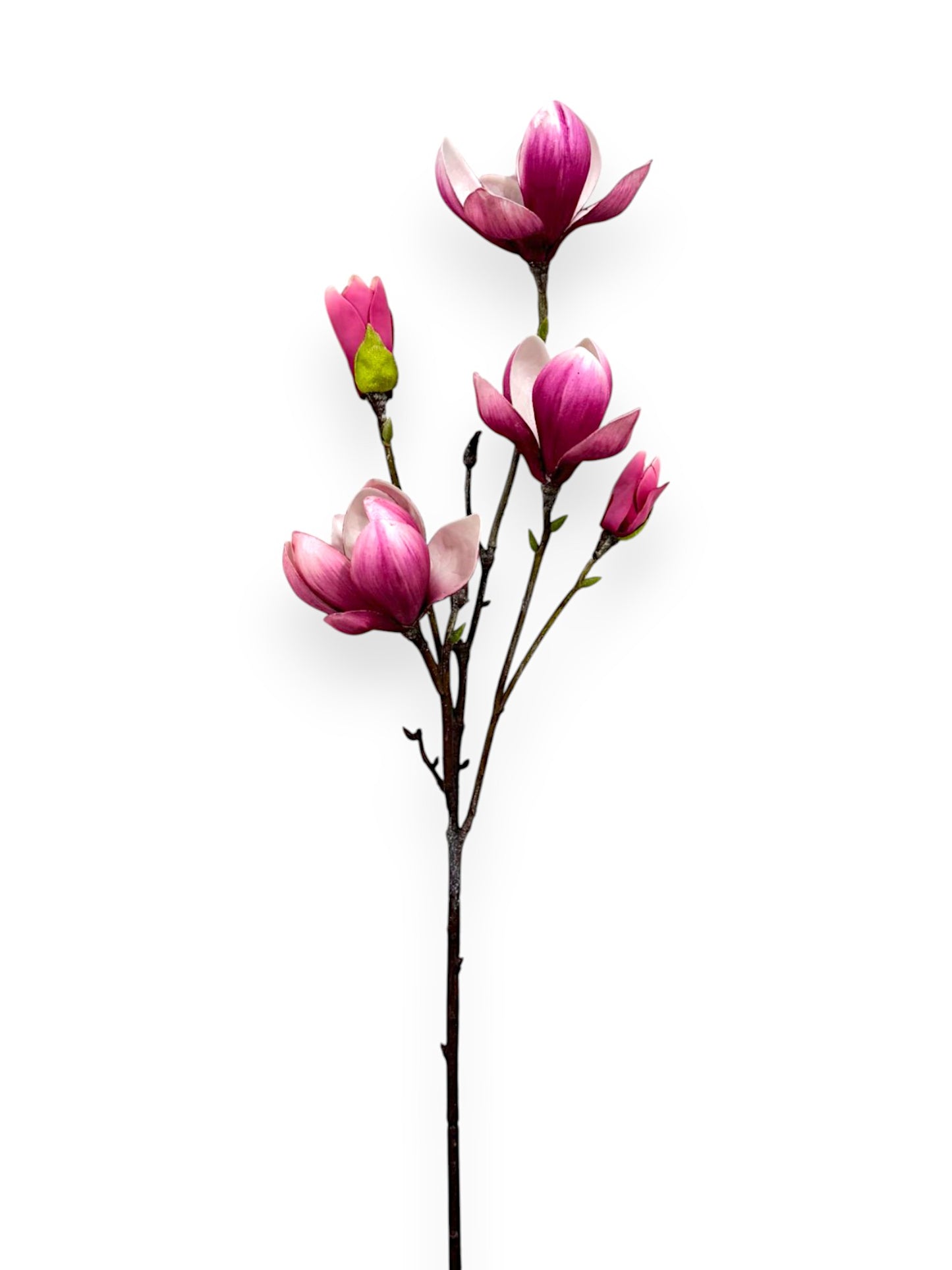 MAGNOLIA TREE SPR 28.5"