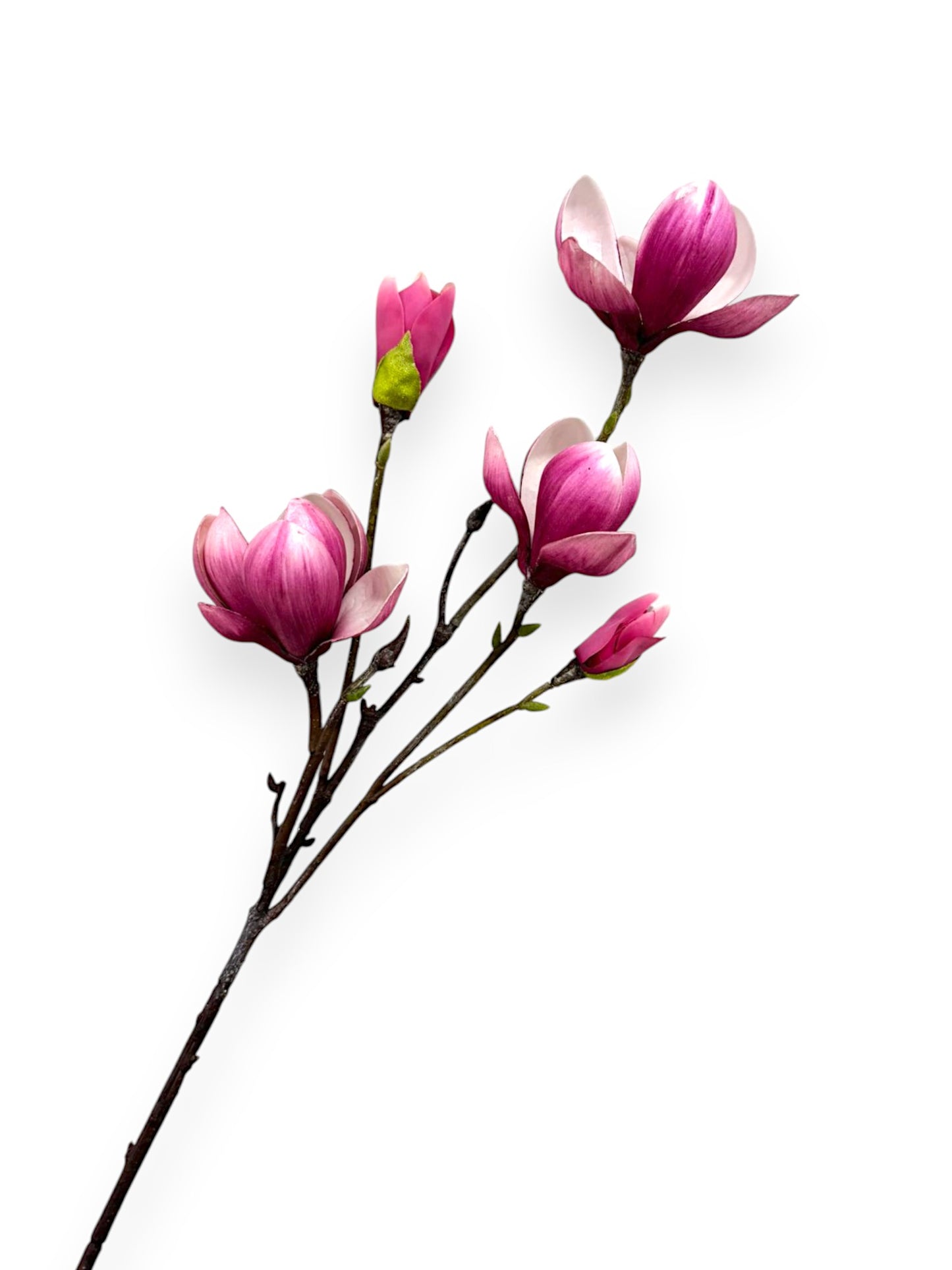 MAGNOLIA TREE SPR 28.5"