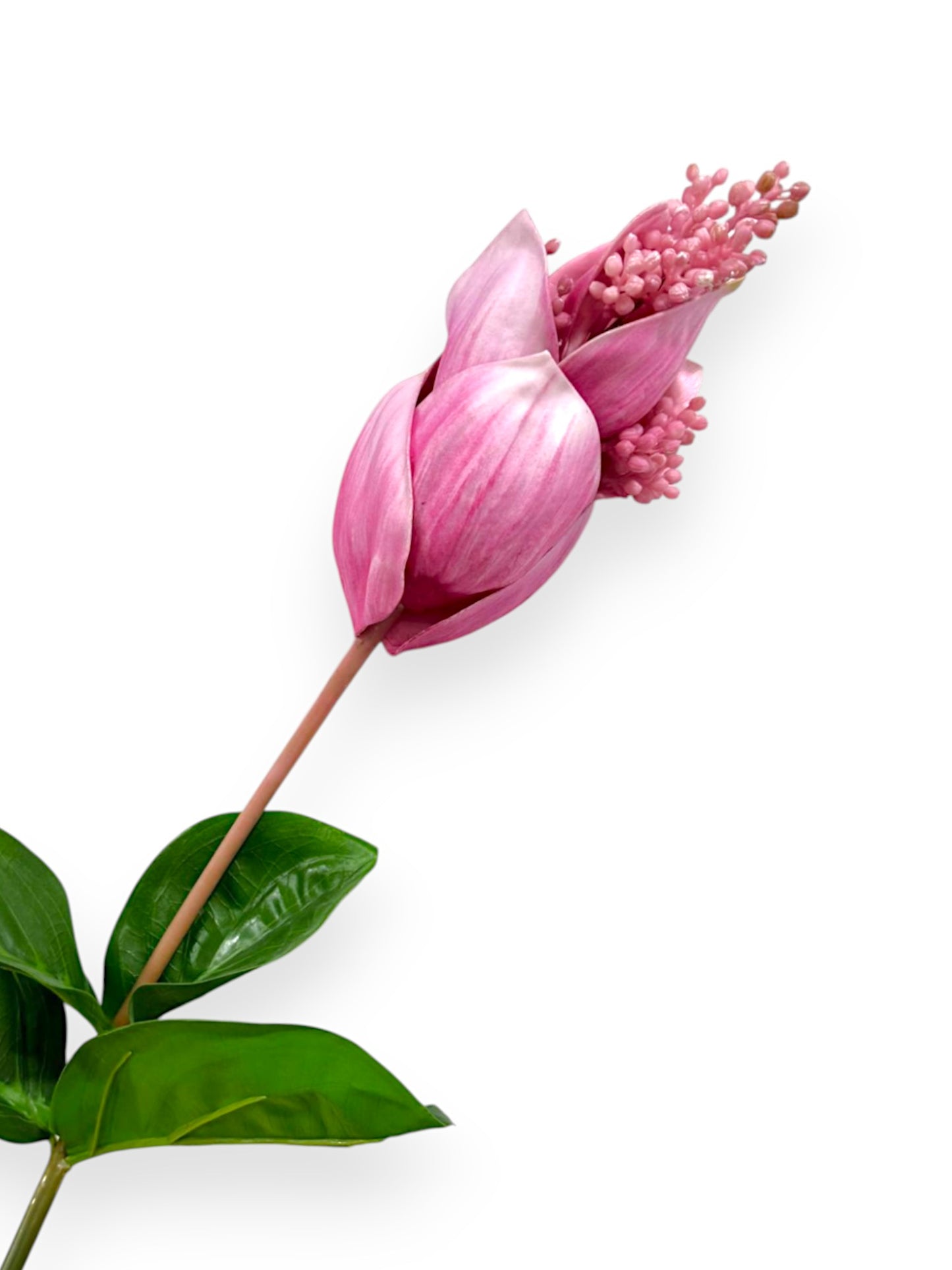 MEDINILLA MAGNIFICA 32"