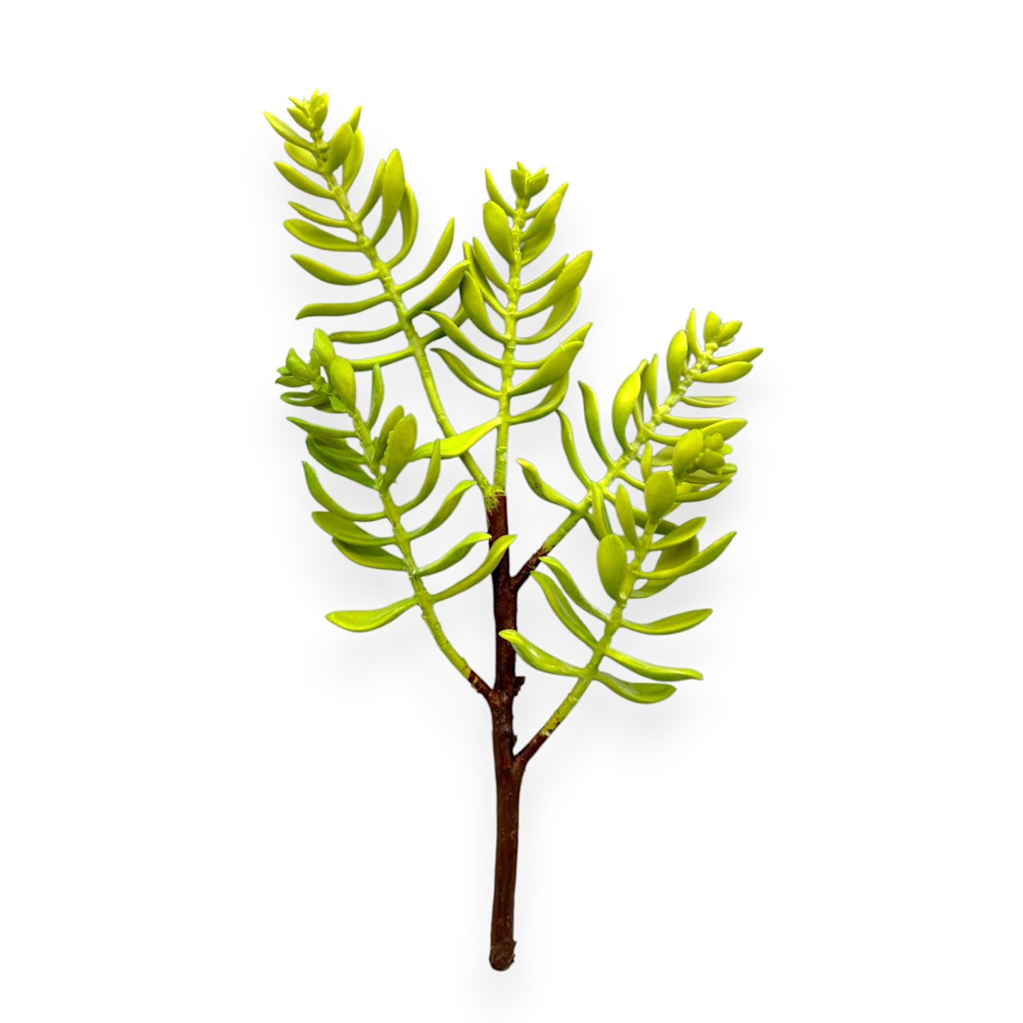 SUCCULENT PLANT X5 13"