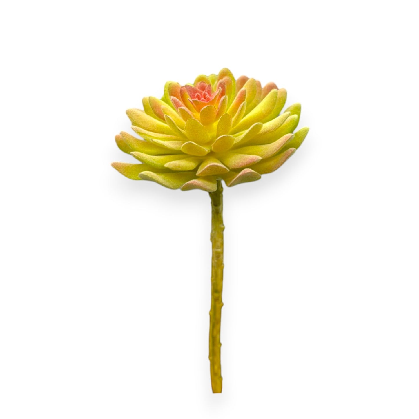 SUCCULENT ECHEVERIA YL 4"