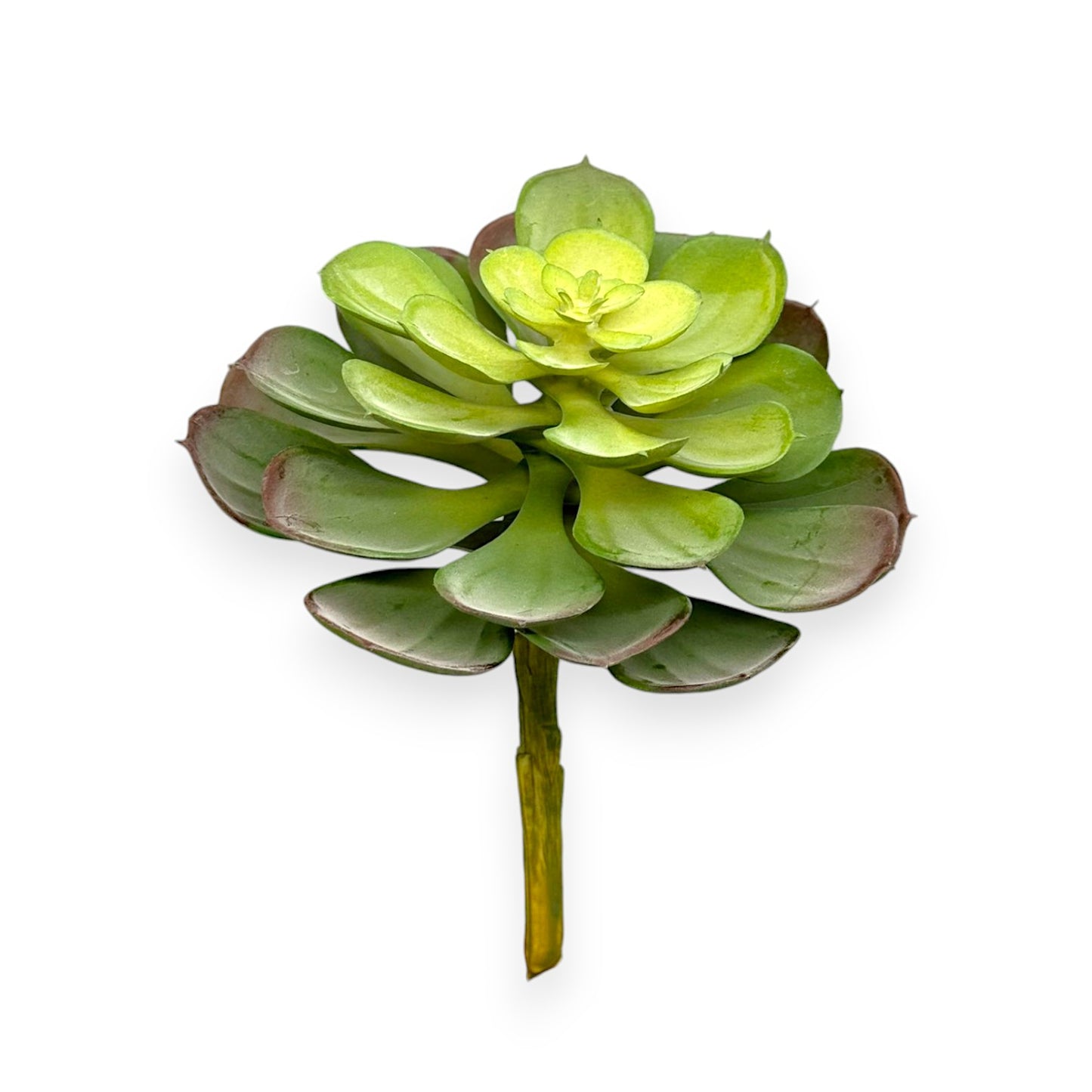 SUCCULENT 5.5"