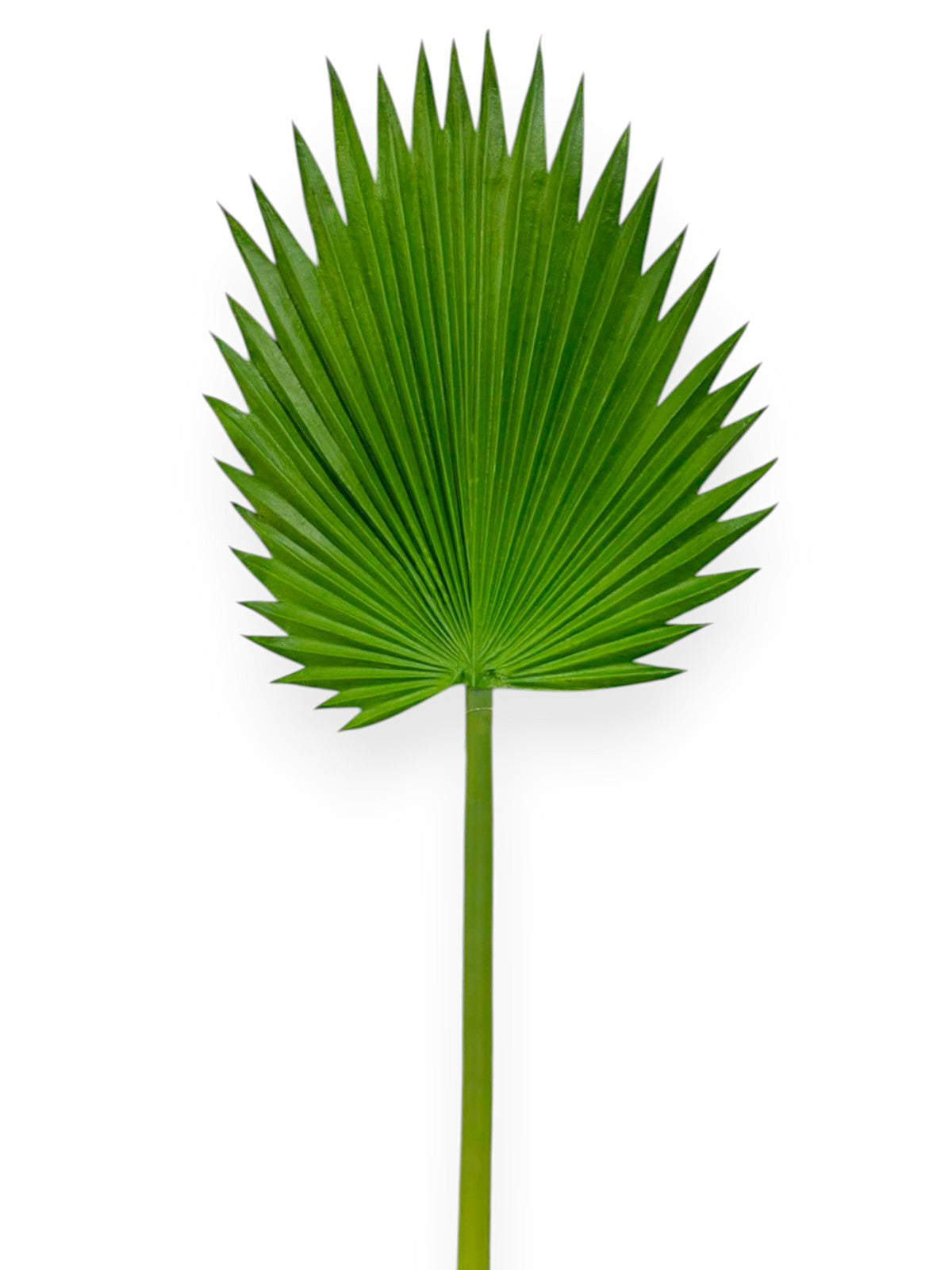 faux palm leaf plant PALM LEAVES 33" – Chan's Silk Flowers, inc
