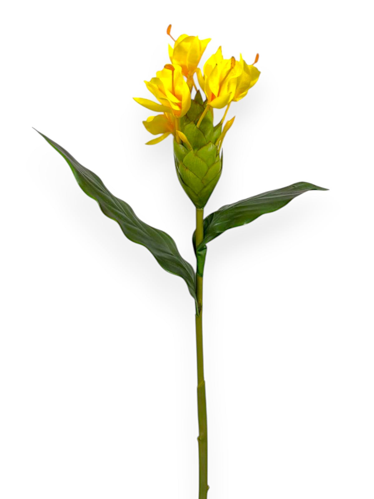 BUTTERFLY GINGER 30"