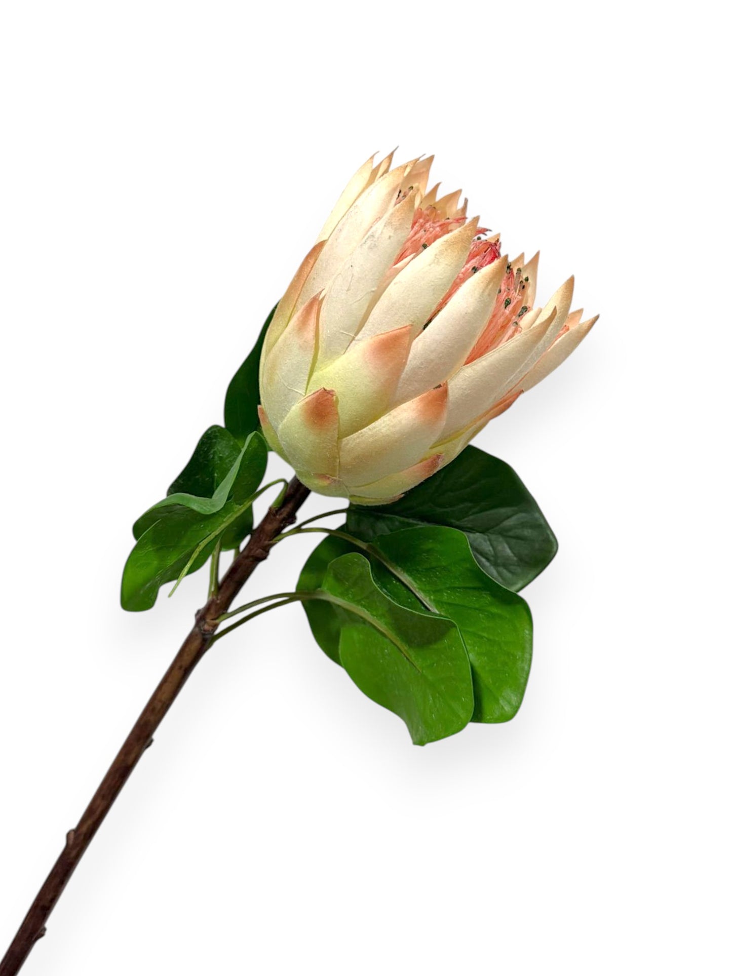 Protea King L 26"