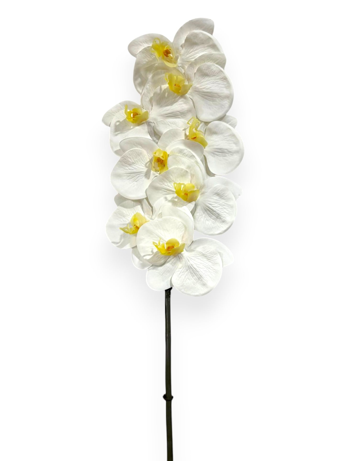 Orchid Phalaenopsis Stem 34"