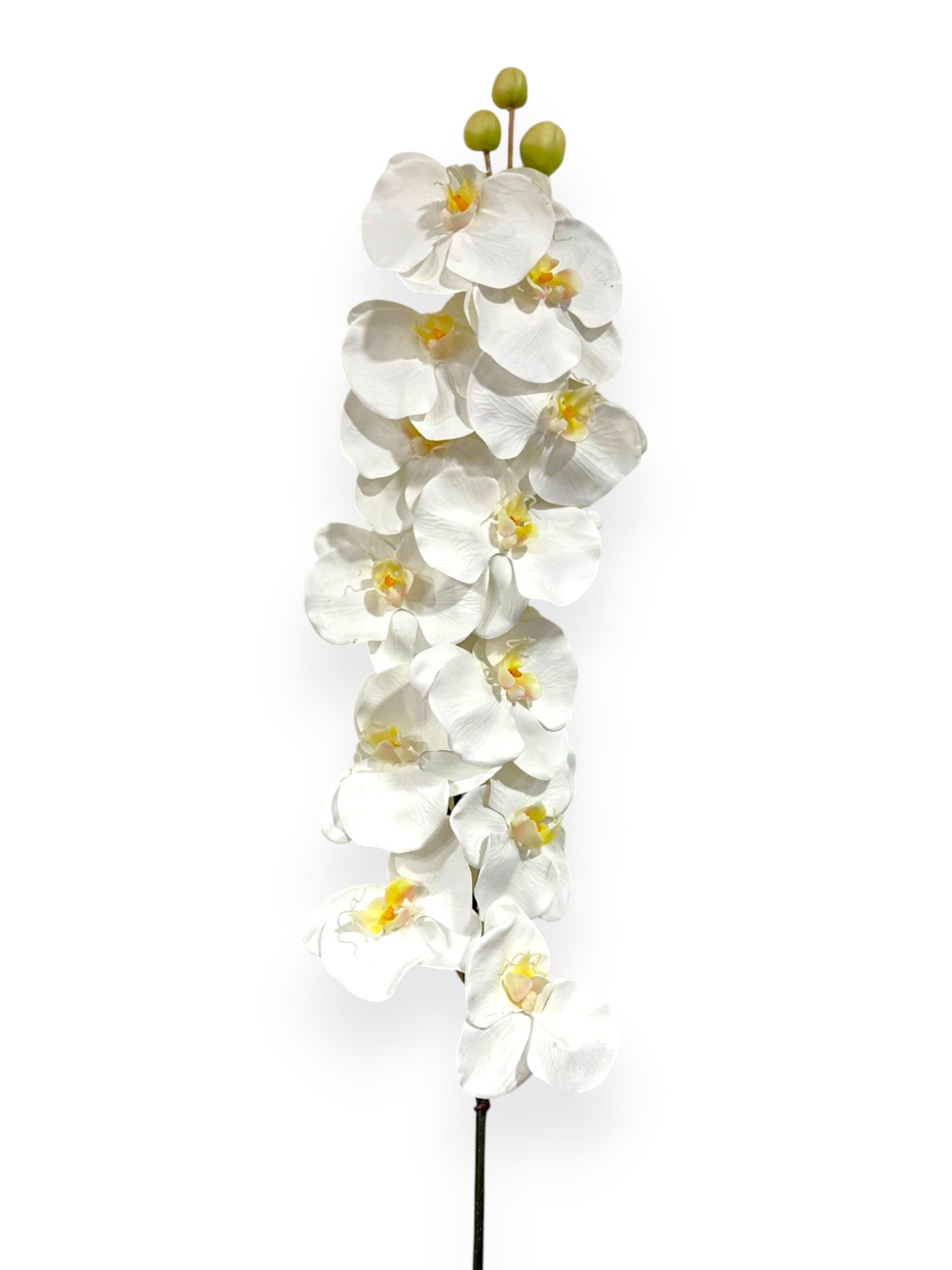 Phalaenopsis Orchid Big Stem