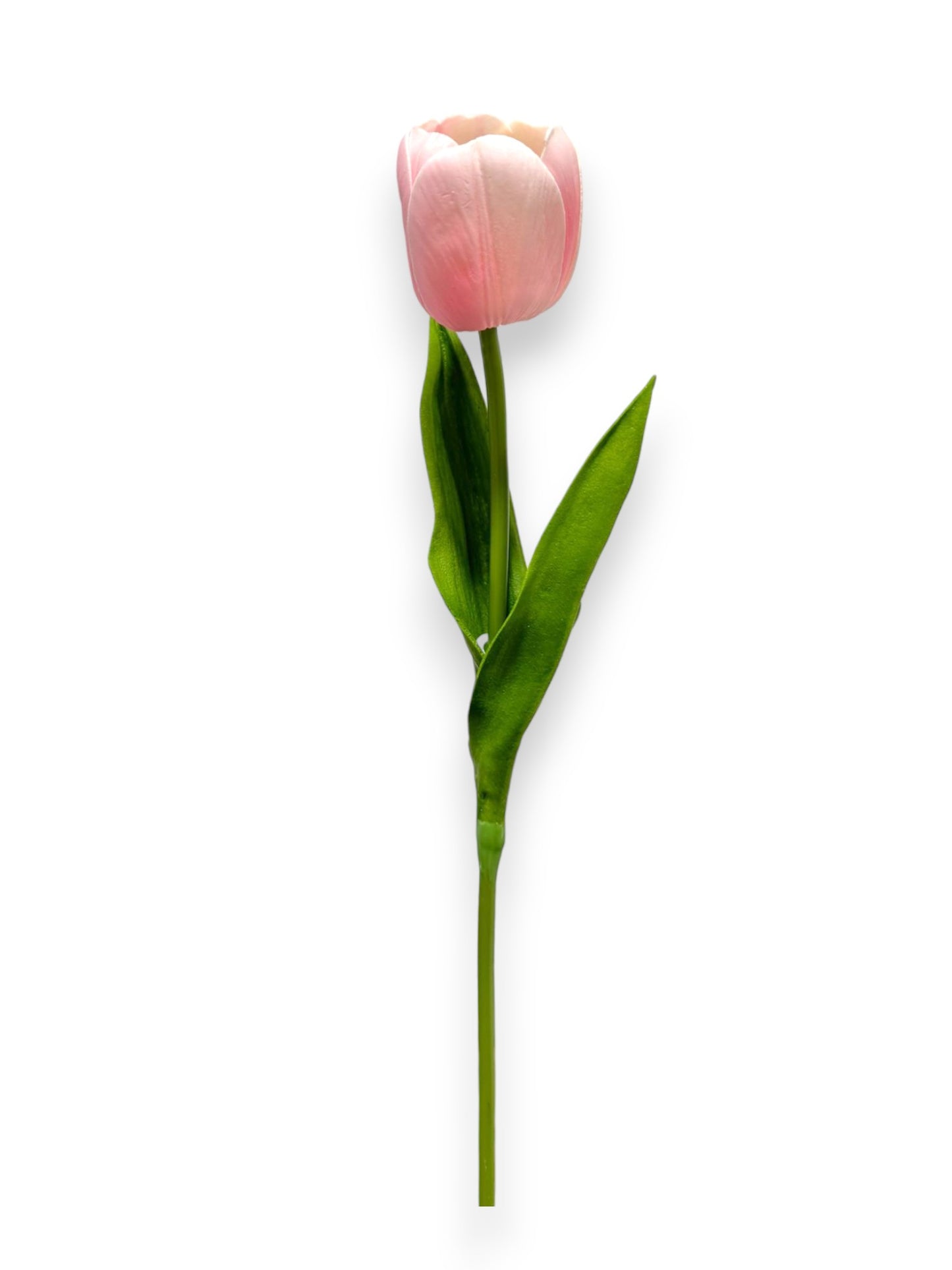 Single Tulip