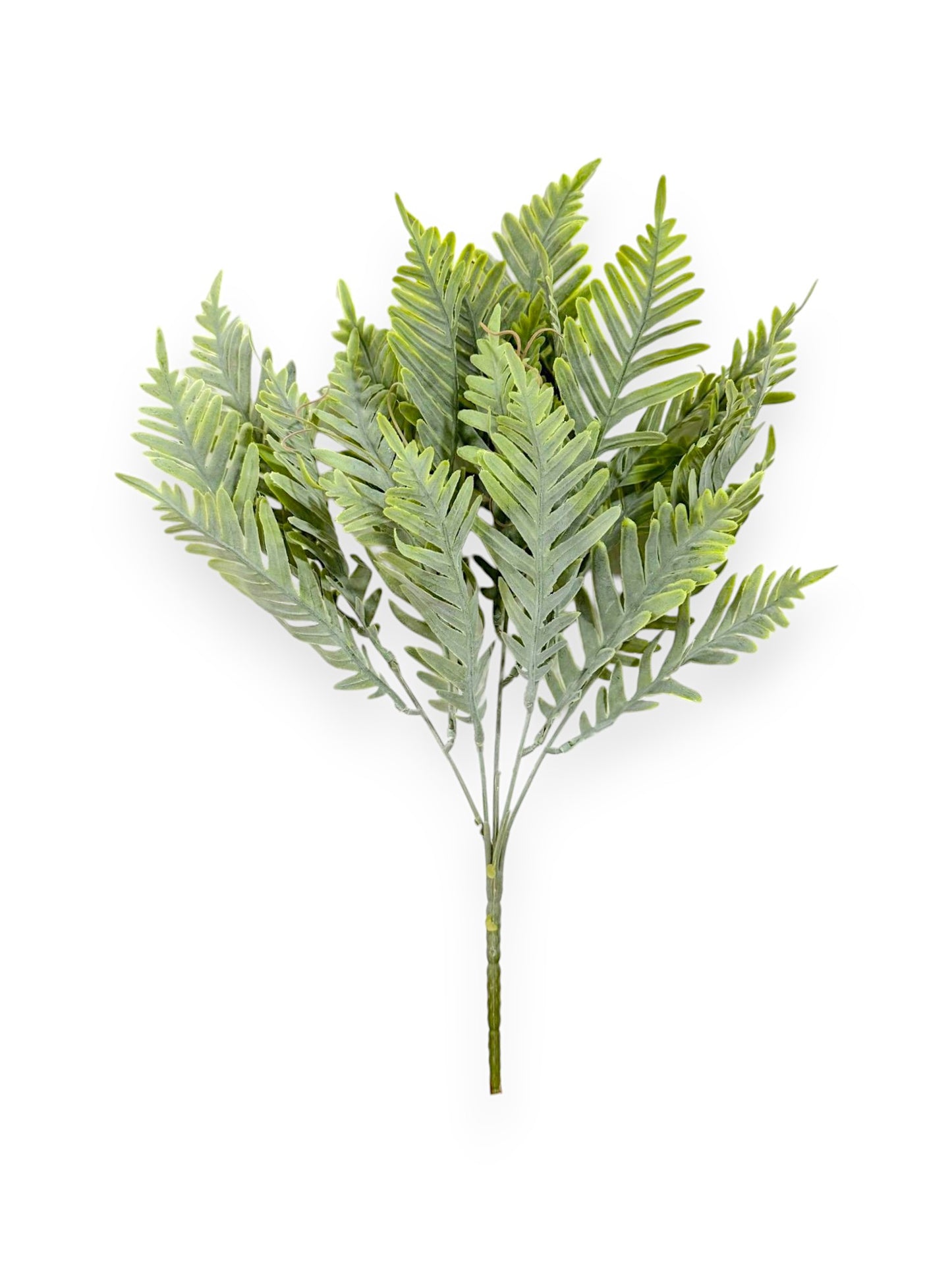 FERN BUSH DUSTY 2PCS