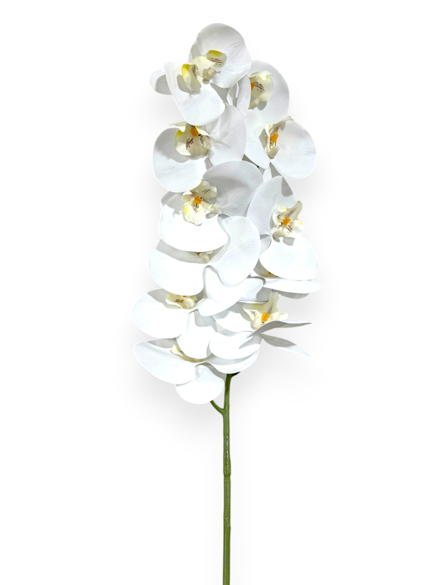 PHAL. SPRAY X11 43.5"