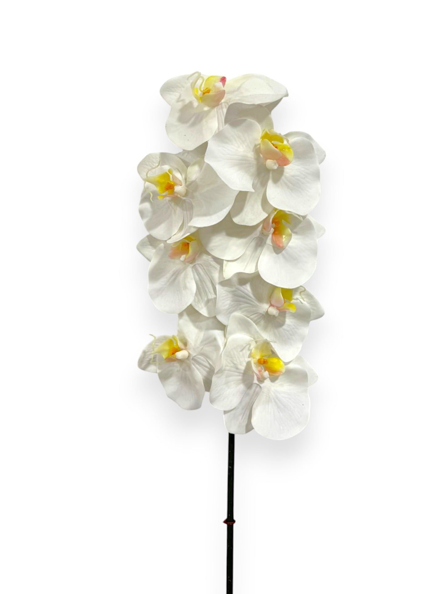 Phalaenopsis Orchid Stem 31"