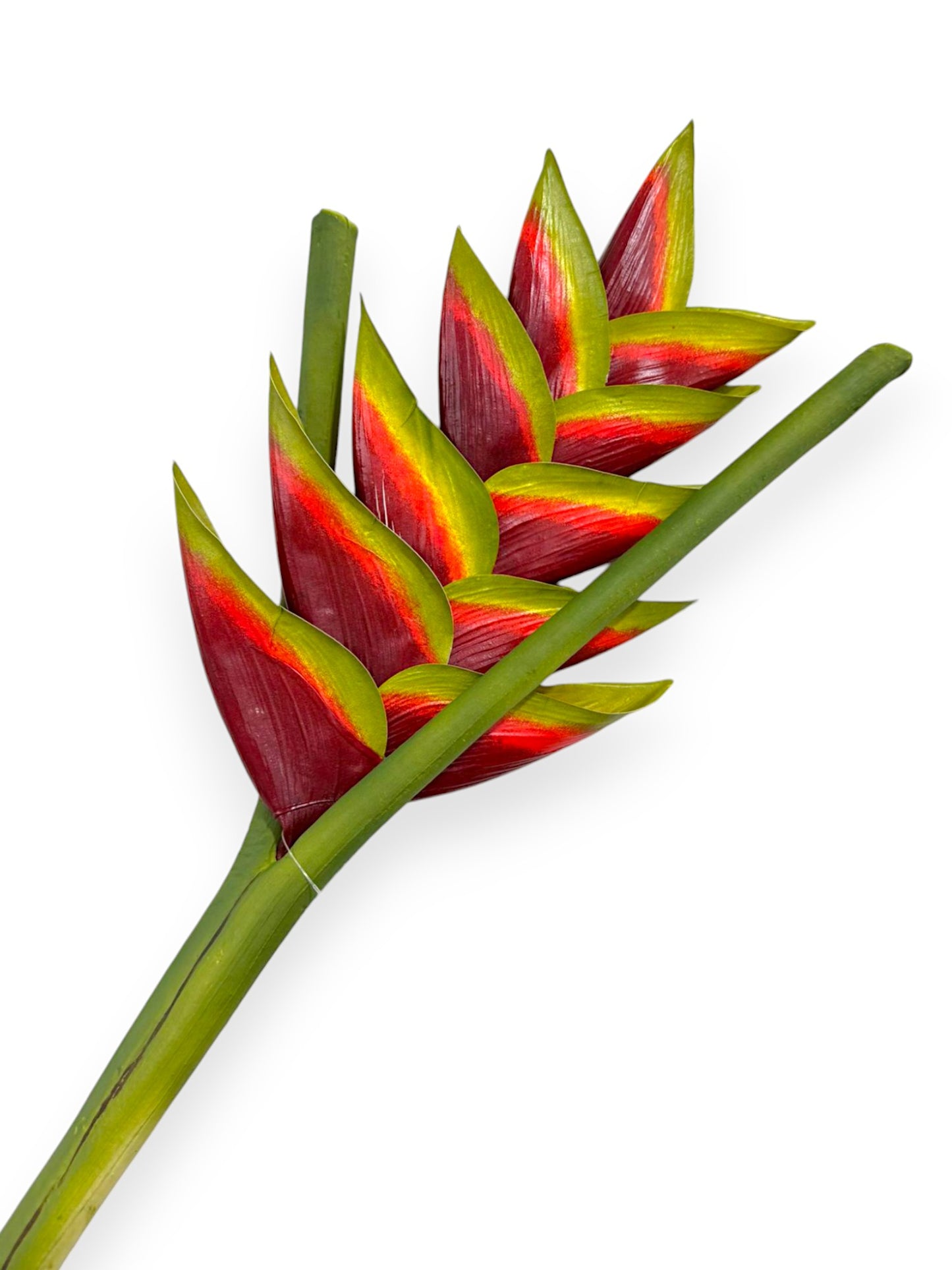 HELICONIA UV 32"