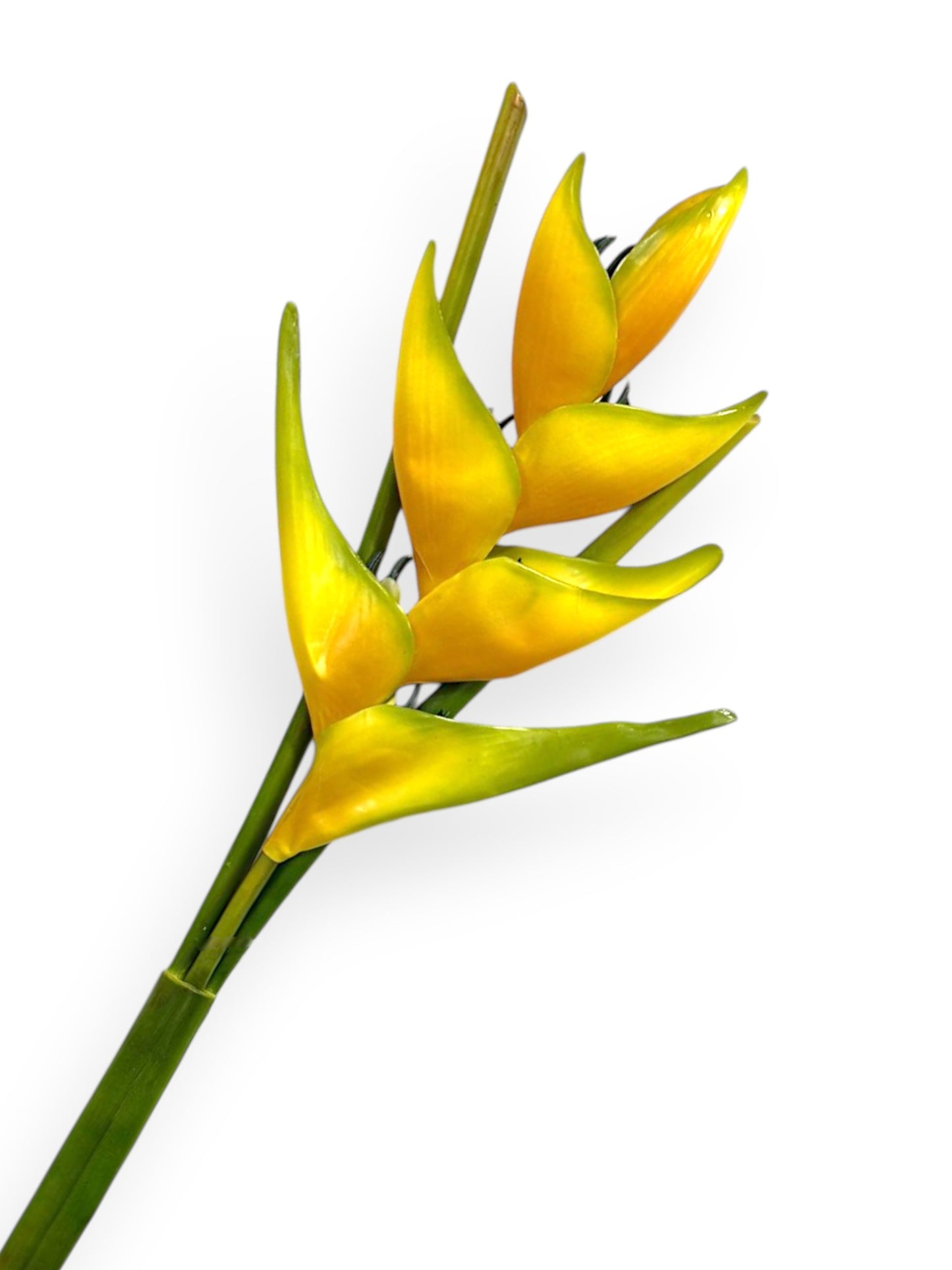 Heliconia Lobster Claw Spray 39"