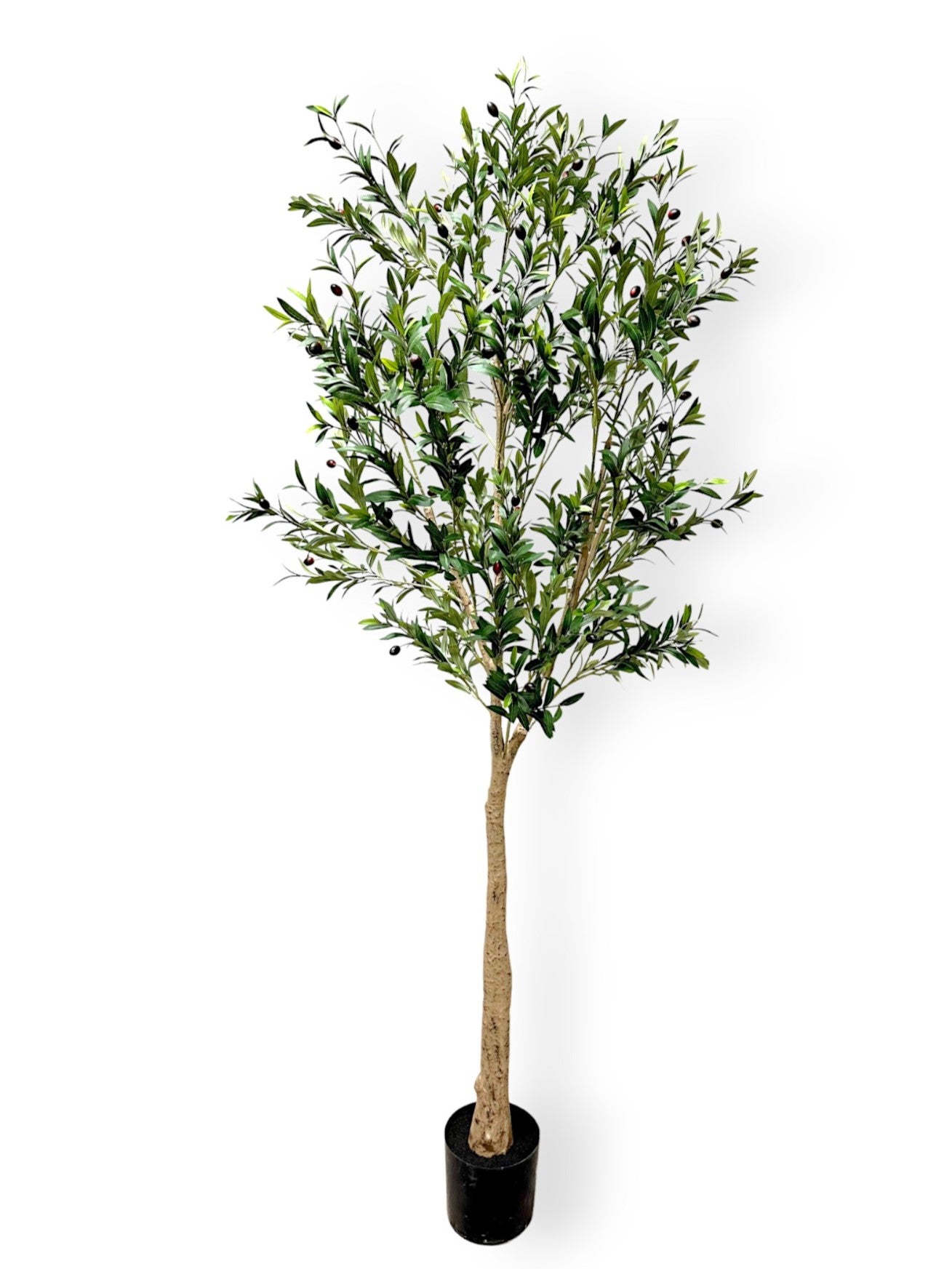 OLIVE TREE 7'