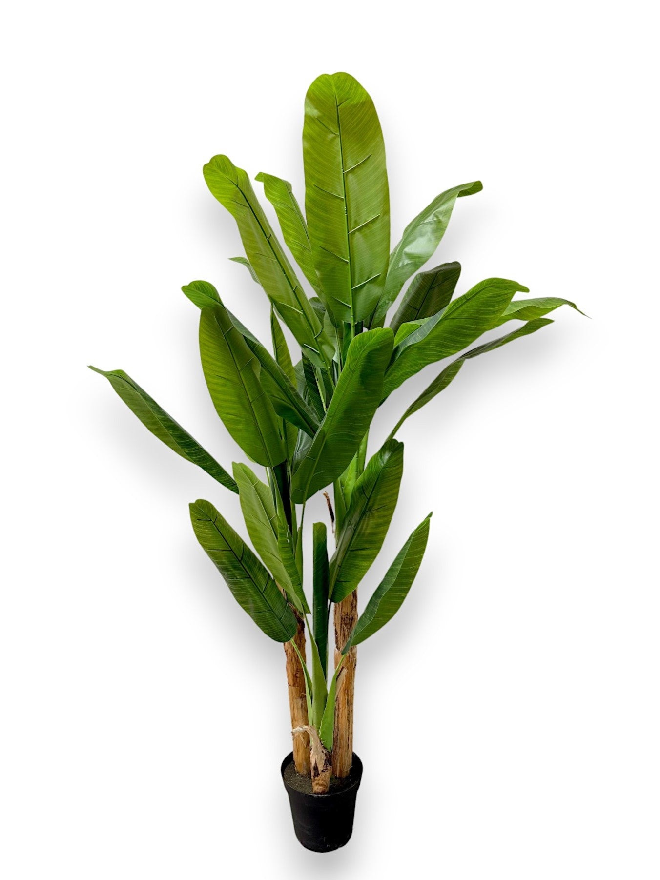 BANANA TREE 22LVS 3 BRANCH 7'