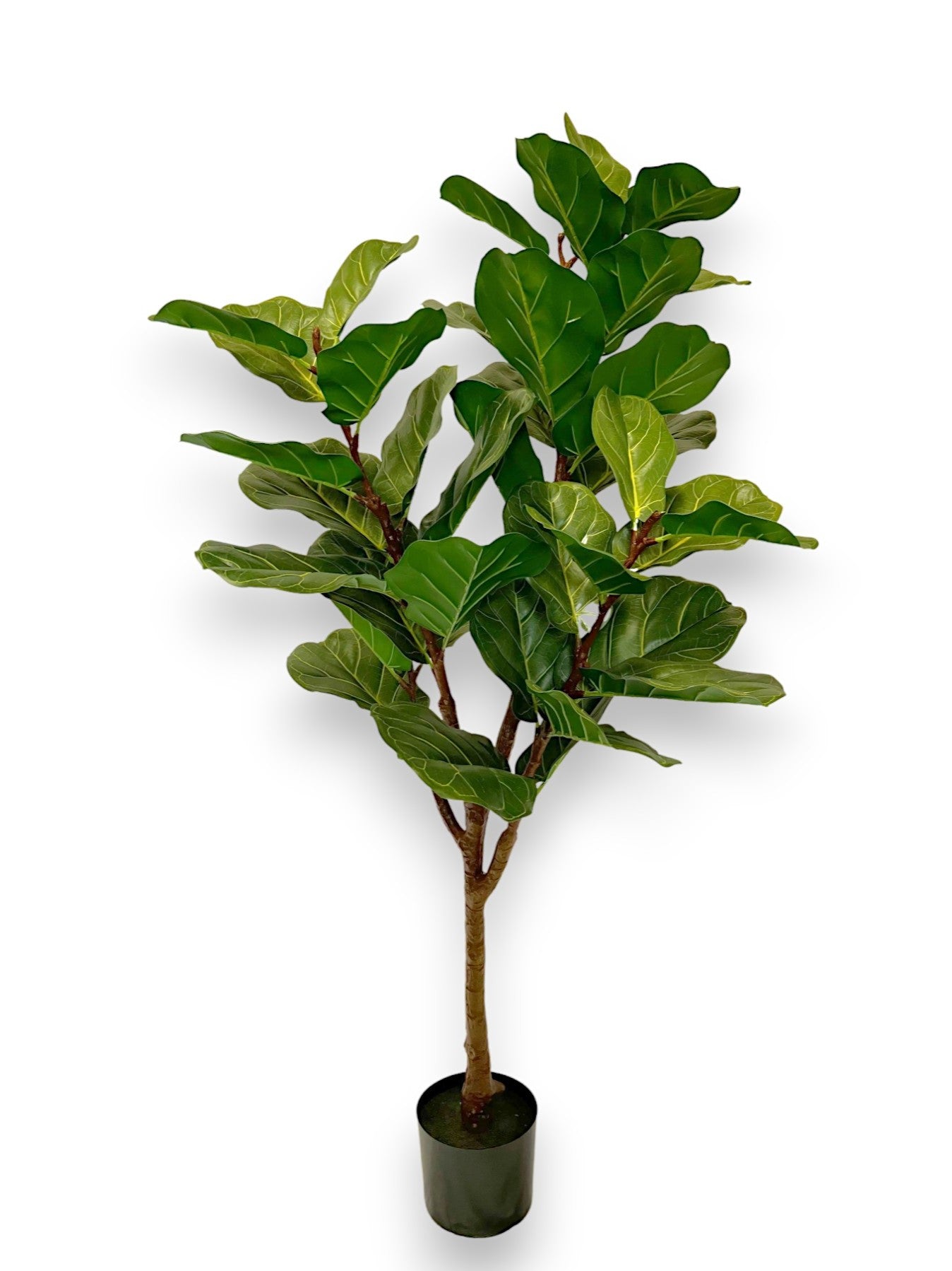 FIDDLE WITH 39LVS 145CM