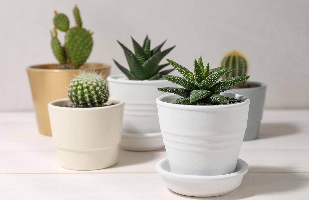 artificial snake grass plant white pot SNAKE GRASS WITH PLASTIC POT – Chan's Silk Flowers, inc