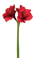 AMARYLLIS X4