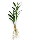 ORCHID CYMB.FOLIAGE 24"